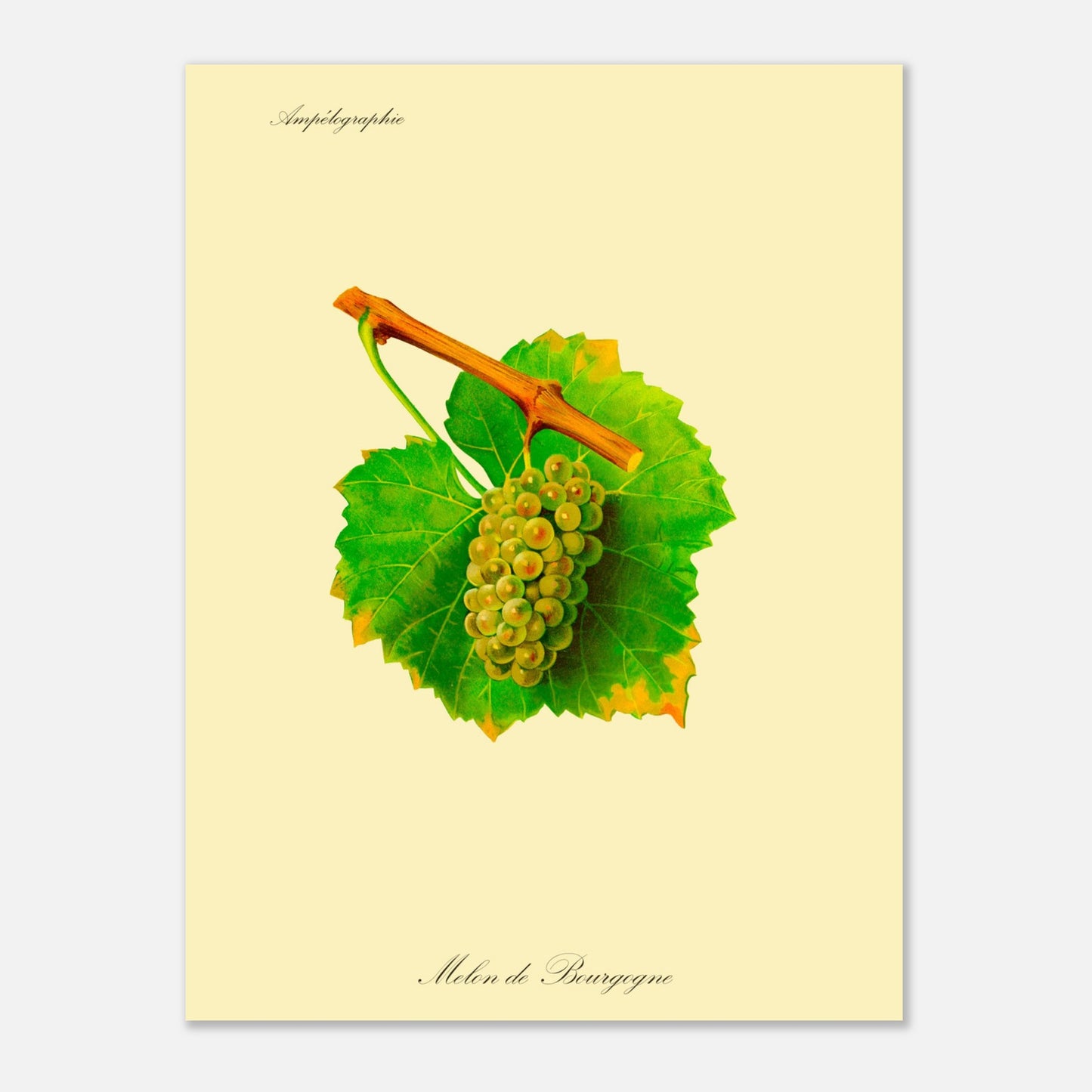 Melon de Bourgogne - Planche ampélographique ancienne (30x40 cm). Reproduction botanique d'une grappe de raisins blancs-verdâtres appelée 'Melon de Bourgogne', avec des feuilles vertes jaunies sur les bords.