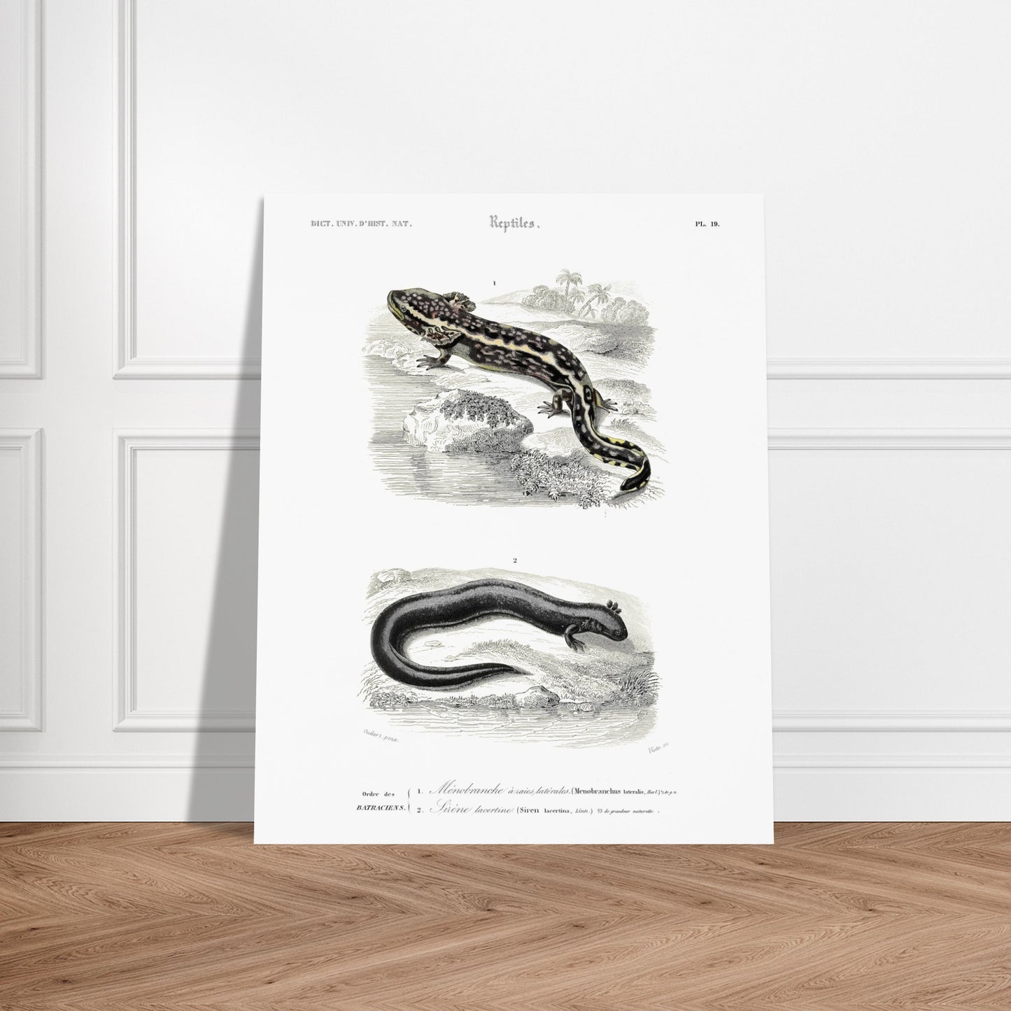 Planche d'amphibiens : Ménobranche et Sirène par Charles d'Orbigny. Planche naturaliste ancienne illustrant deux amphibiens, le Ménobranche à raies latérales et la Sirène lacertine, dans leurs habitats naturels. Image d'illustration 6