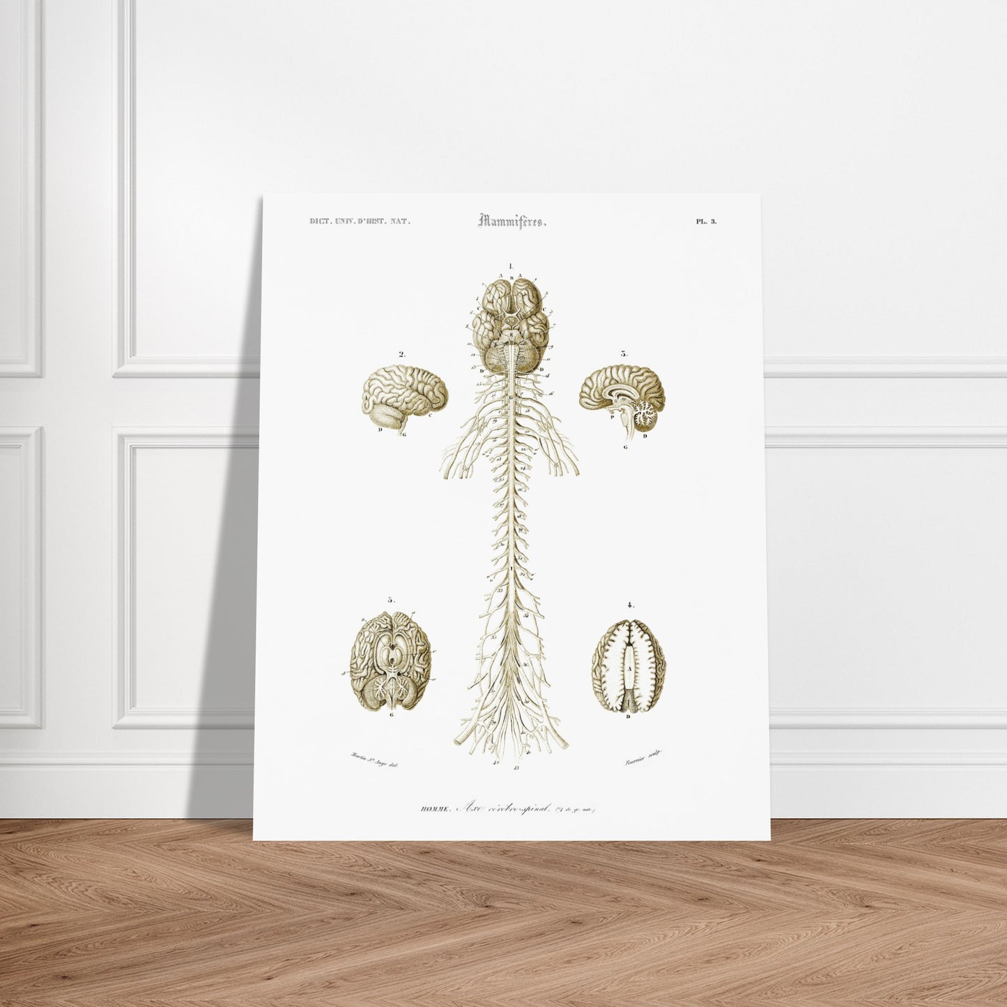 Planche d'anatomie ancienne : Système nerveux de l'homme par d'Orbigny. Planche scientifique anatomique représentant le système nerveux humain avec des schémas du cerveau et de la moelle épinière, numérotés et légendés. Image d'illustration 6