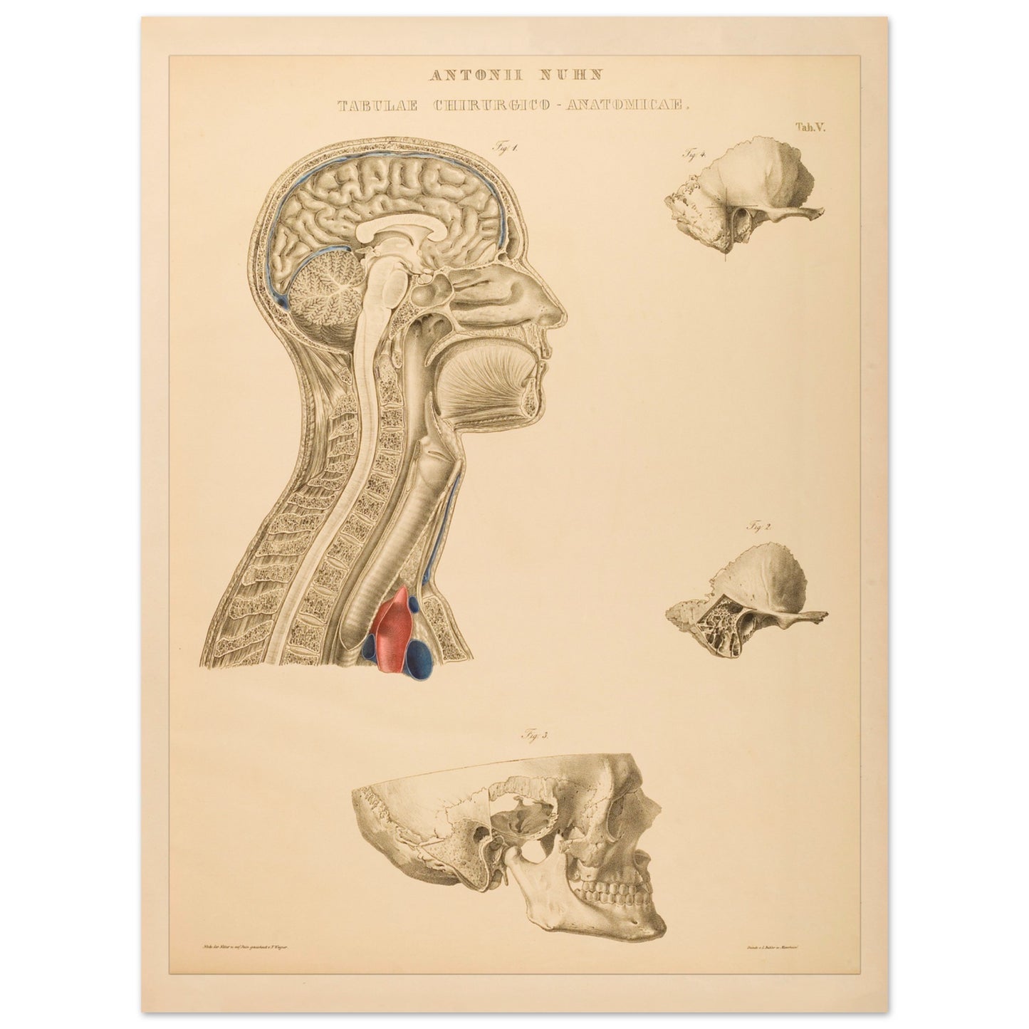 Planche anatomique : Détails du cerveau, du cou et de la cavité thoracique par Anton Nuhn - Taille 30x40 cm