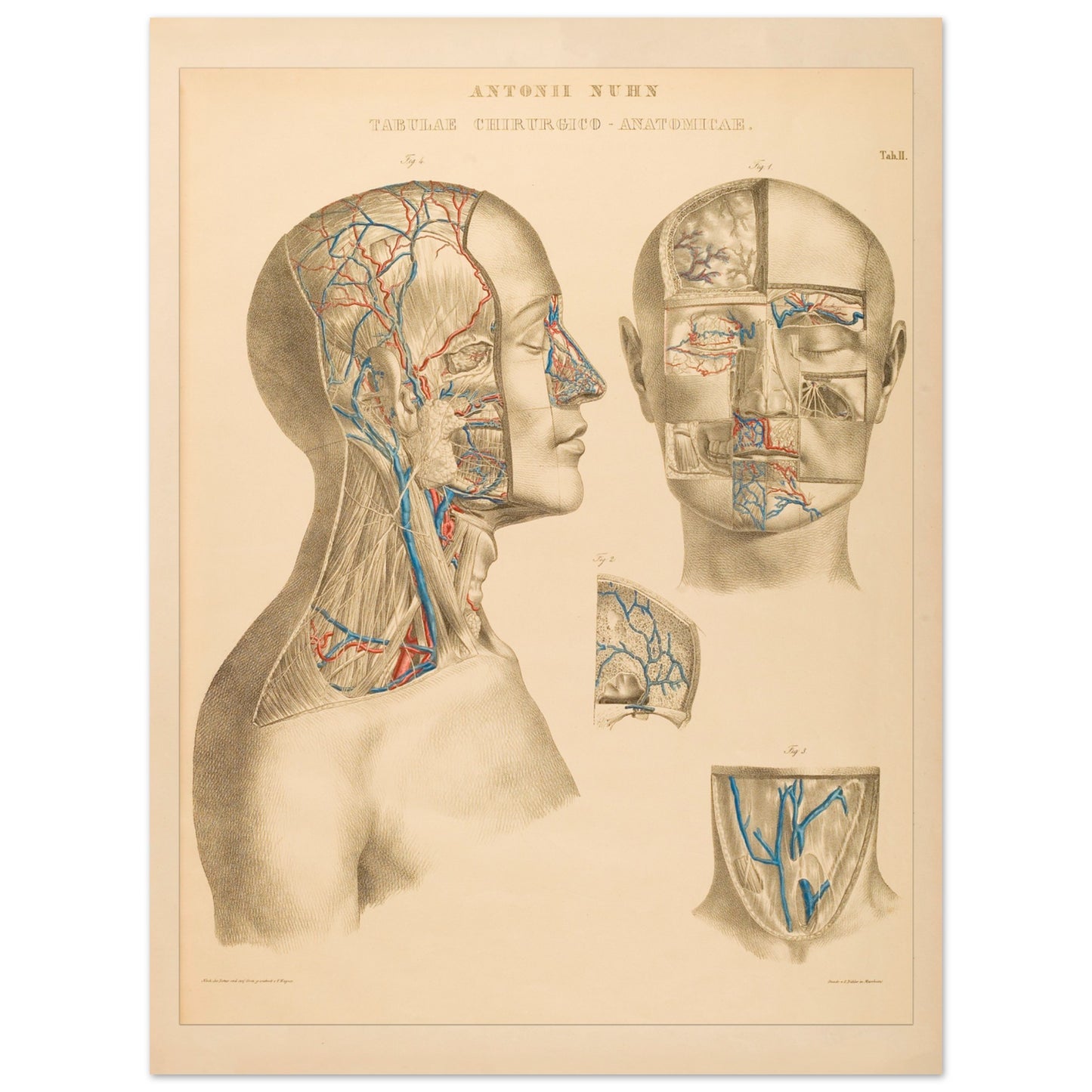 Planche anatomique : Exploration detaillée des zones oculaires et nasales par Anton Nuhn - Taille 30x40 cm