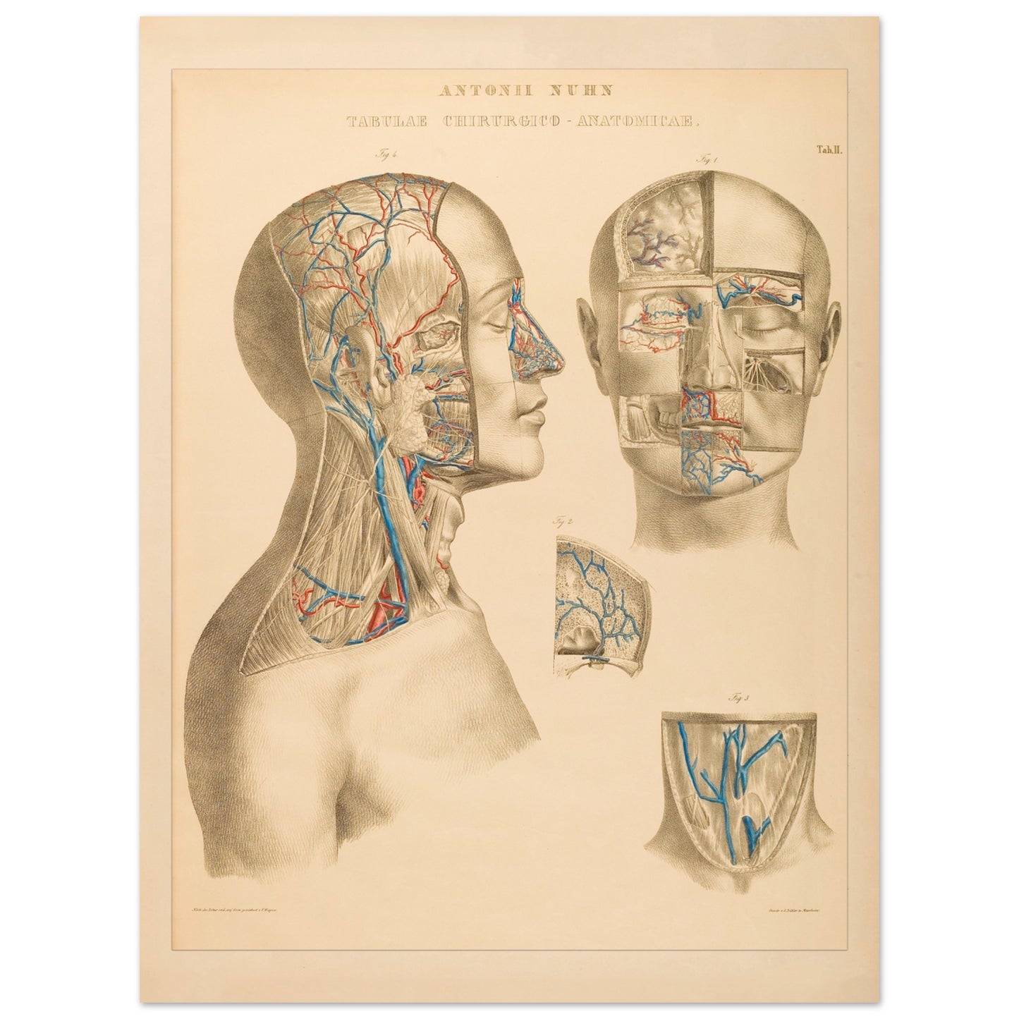 Planche anatomique : Exploration detaillée des zones oculaires et nasales par Anton Nuhn - Taille 60x80 cm