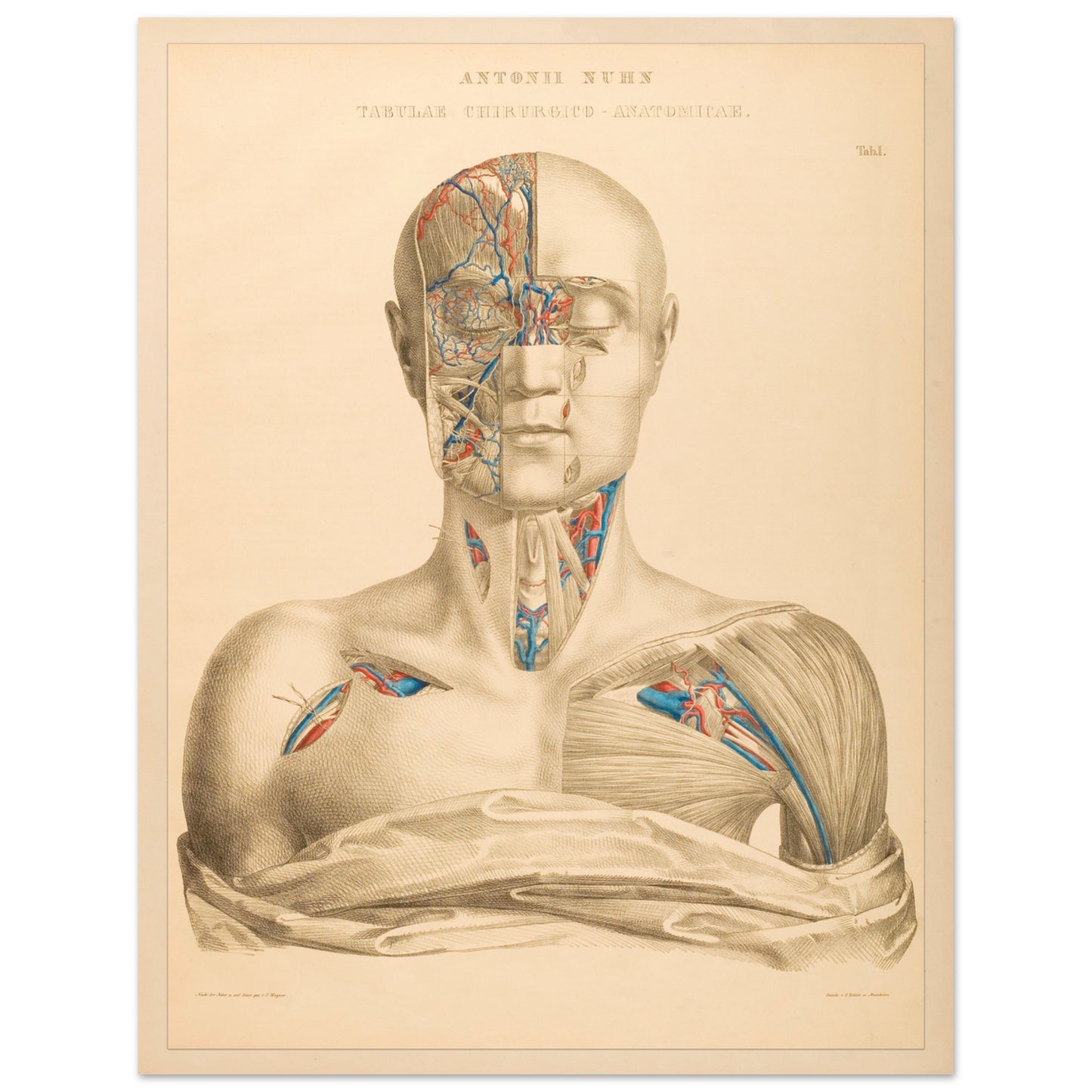 Planche anatomique : Illustrations précises des régions de la tête et du cou par Anton Nuhn - Taille 27x35 cm