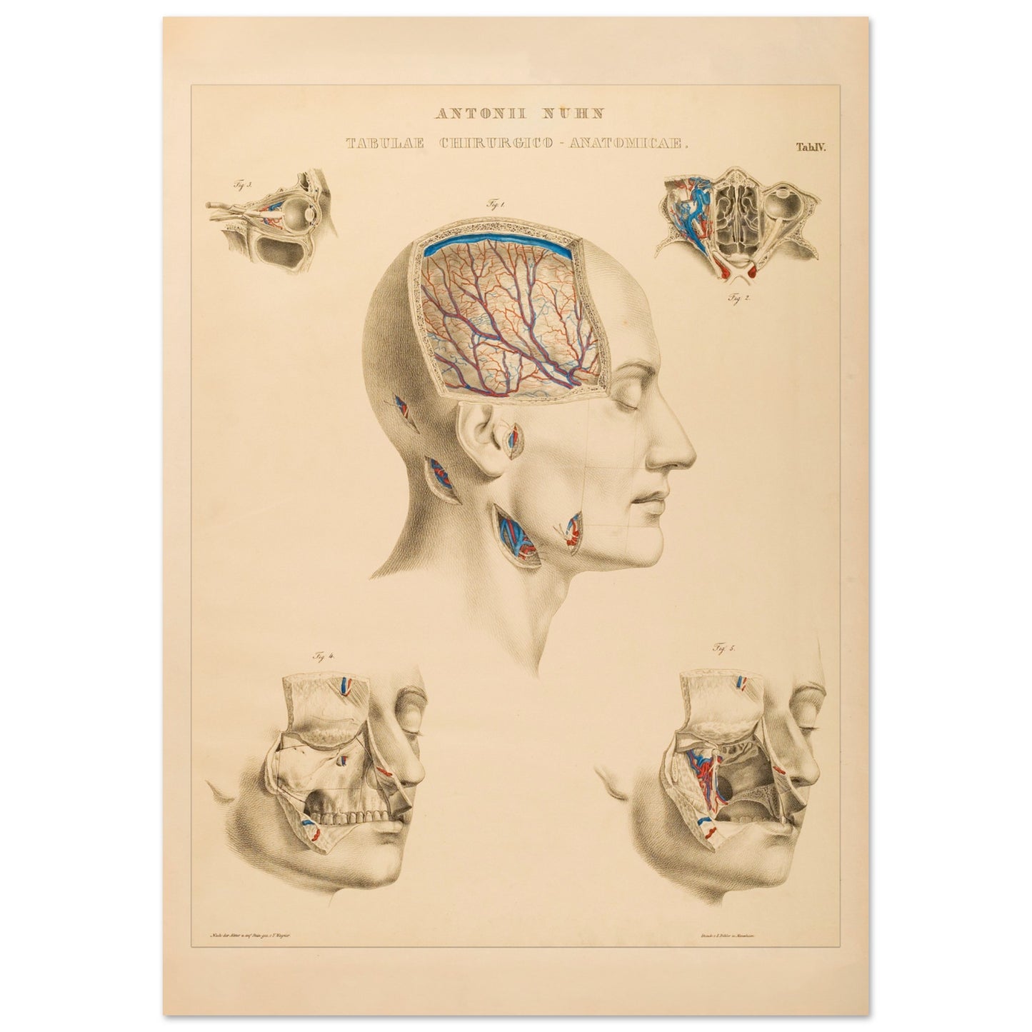Planche anatomique : Vue approfondie des cavités crâniennes et des artères cérébrales par Anton Nuhn - Taille 42x59,4 cm (A2)