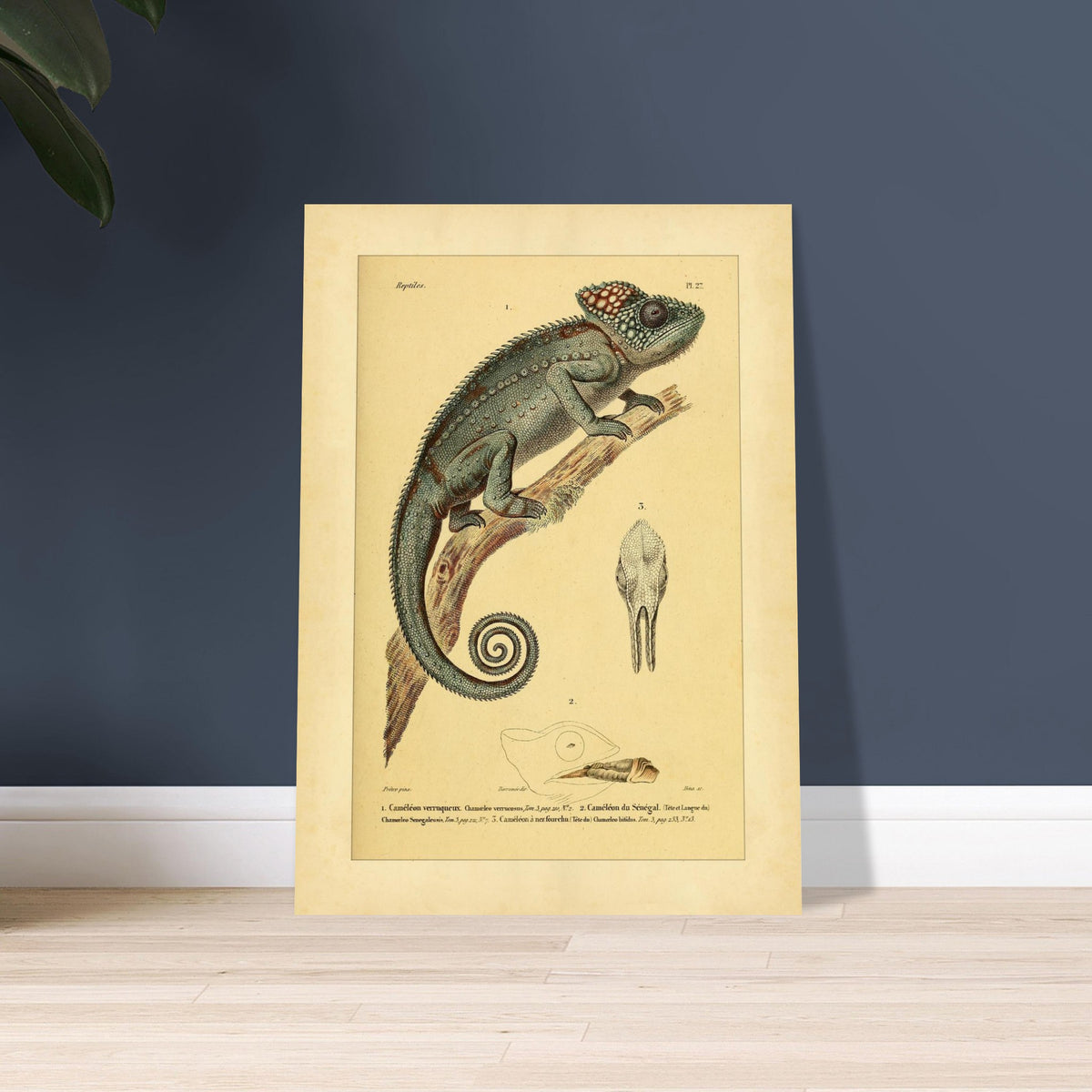 Planche ancienne du Caméléon verruqueux et du Caméléon du Sénégal. Planche ancienne d'un caméléon verruqueux perché sur une branche, accompagnée de l'illustration d'un caméléon du Sénégal et de détails de crâne.