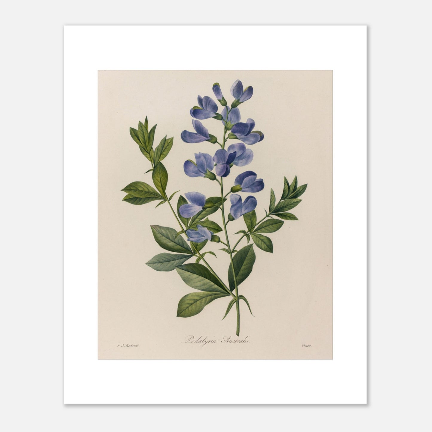 Planche ancienne Podalyria Australis par Pierre-Joseph Redouté (40x50 cm). Planche botanique d'un Podalyria Australis par Pierre-Joseph Redouté, représentant une tige florale avec des fleurs bleues en forme de pois, des feuilles vertes et des vrilles.