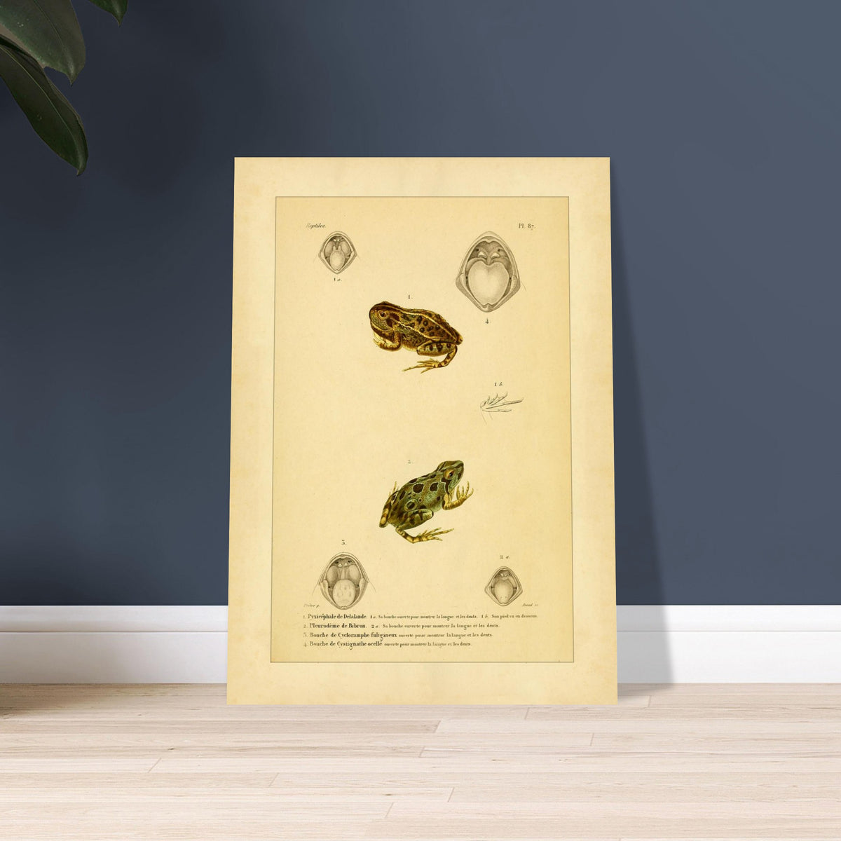 Wissenschaftliche Tafel von Amphibien: Delalandes Pyxicephalus, Bibrons Cystignathus u.a.. Wissenschaftliche Tafel mit einem Delalande-Pyxicephalus und einem Bibron-Pleurodema sowie Detailansichten ihrer Mäuler.
