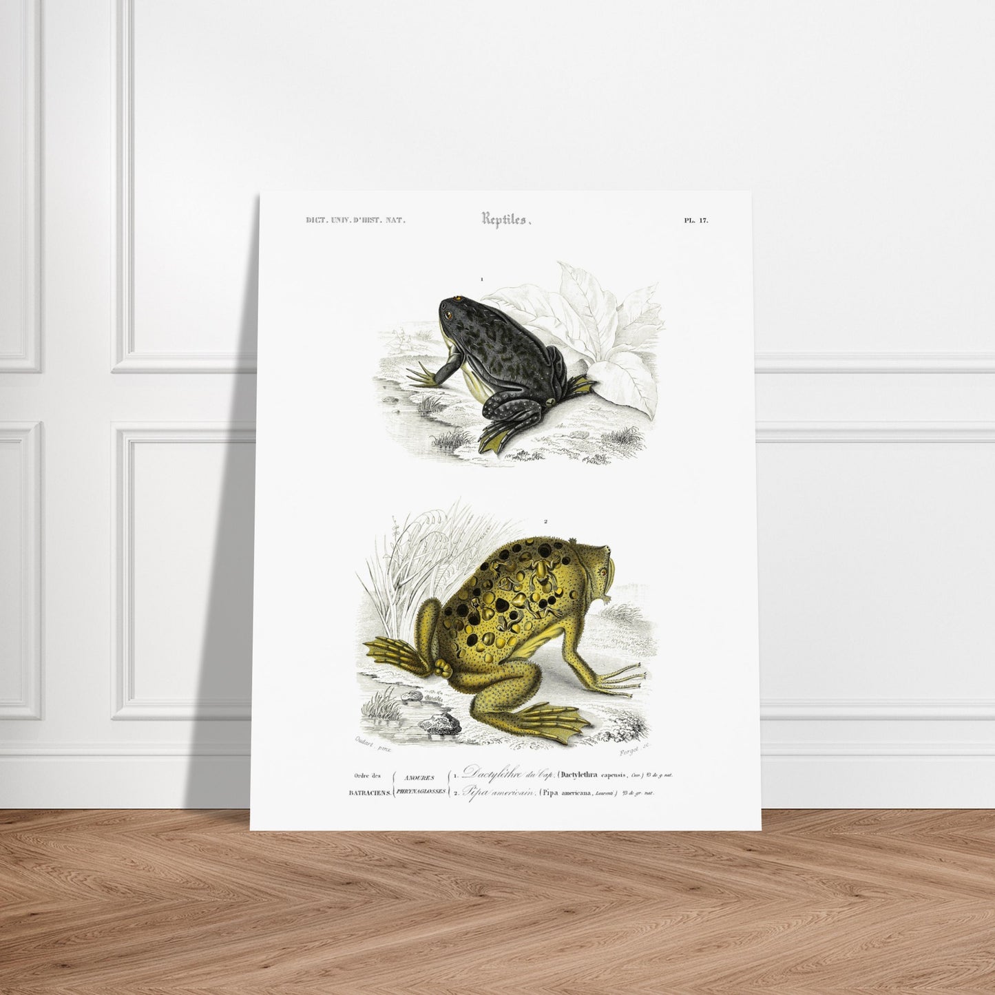 Planche de batraciens : Dactylèthre du Cap et Pipa americana — Dictionnaire d'Orbigny. Planche herpétologique du Dictionnaire Universel d'Histoire Naturelle de Charles d'Orbigny, représentant un Dactylèthre du Cap (Dactylethra capensis) et un Pipa americana. Image d'illustration 6
