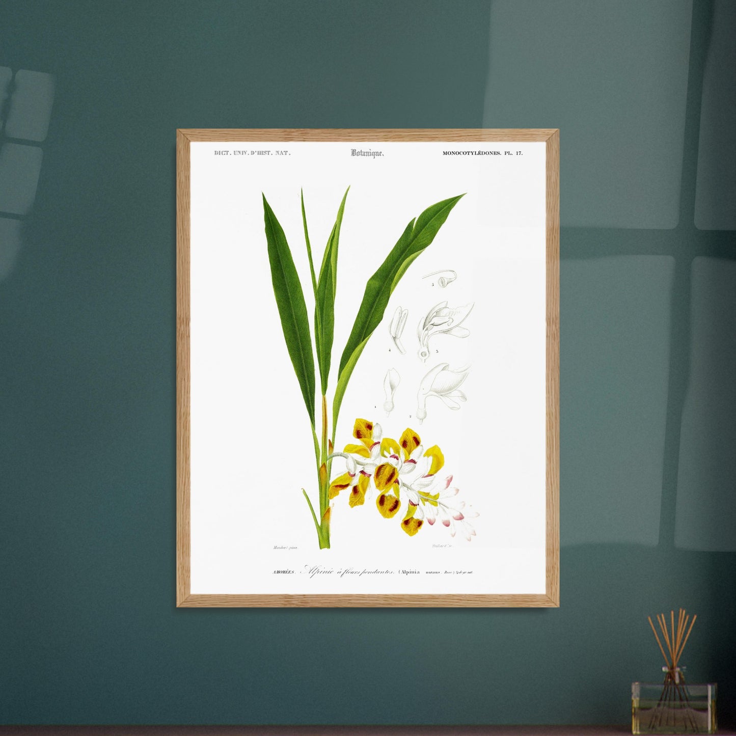 Planche botanique ancienne de l'Alpinie à fleurs pendantes par d'Orbigny. Planche botanique d'une gravure ancienne illustrant l'Alpinie à fleurs pendantes, avec des détails des fleurs et feuilles. Image d'illustration 6