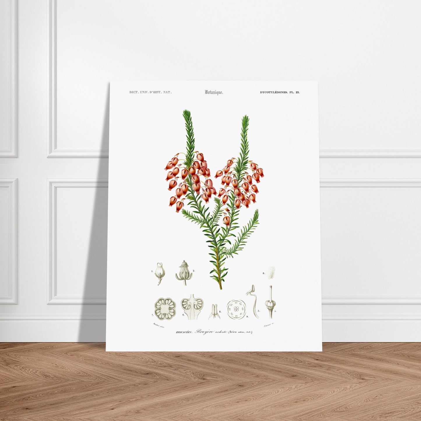 Planche botanique ancienne : Bruyère ardente par Charles d'Orbigny. Planche botanique représentant une bruyère ardente (Erica arborea) avec ses fleurs, accompagnée de dessins détaillés de ses différentes parties. Image d'illustration 6