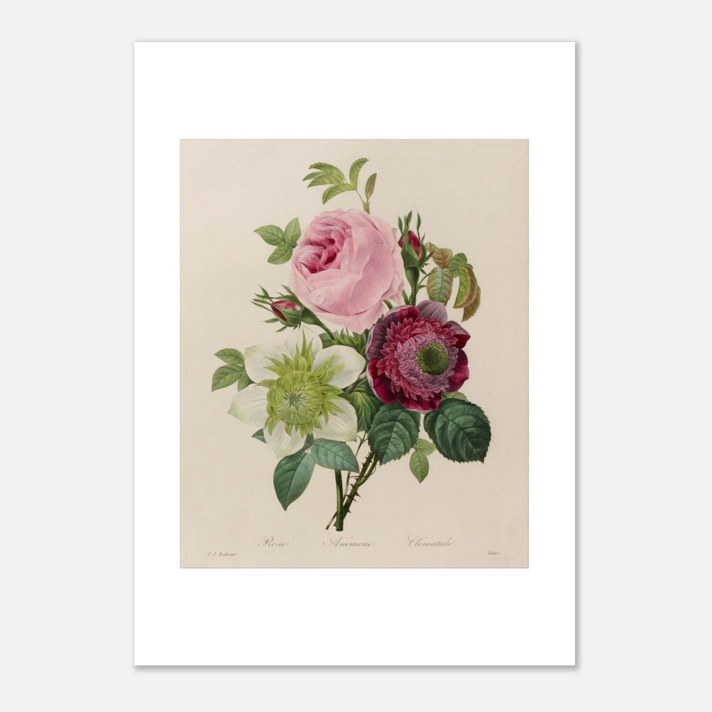 Planche botanique ancienne Groupe de roses par Pierre-Joseph Redouté (21x29,7 cm (A4)). Planche botanique ancienne d'un groupe de roses par Pierre-Joseph Redouté, représentant une rose rose, une fleur blanche et une fleur pourpre avec des feuilles vertes sur fond beige.