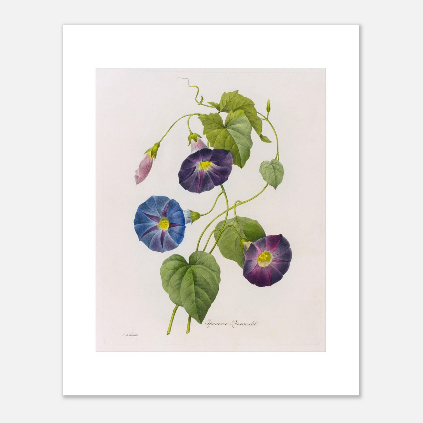 Planche botanique ancienne d'Ipomée par Pierre-Joseph Redouté (40x50 cm). Planche botanique du 19ème siècle par Pierre-Joseph Redouté, représentant des fleurs d'ipomée de couleur bleue et violette, avec des feuilles vertes et des boutons floraux.