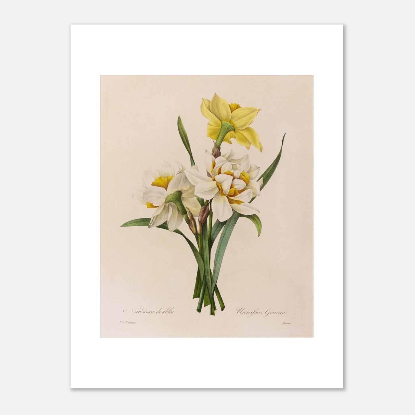 Planche botanique ancienne Narcisses Doubles par Pierre-Joseph Redouté (30x40 cm). Planche botanique par Pierre-Joseph Redouté représentant des narcisses doubles (Narcissus doubles) avec une fleur jaune et plusieurs fleurs blanches sur fond crème.