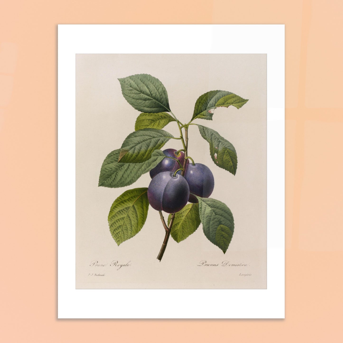 Planche botanique ancienne Prune Royale par Pierre-Joseph Redouté. Gravure botanique vintage par Pierre-Joseph Redouté représentant une branche de Prune Royale (Prunus Domestica) avec trois prunes violettes et des feuilles vertes. Image d'illustration 6