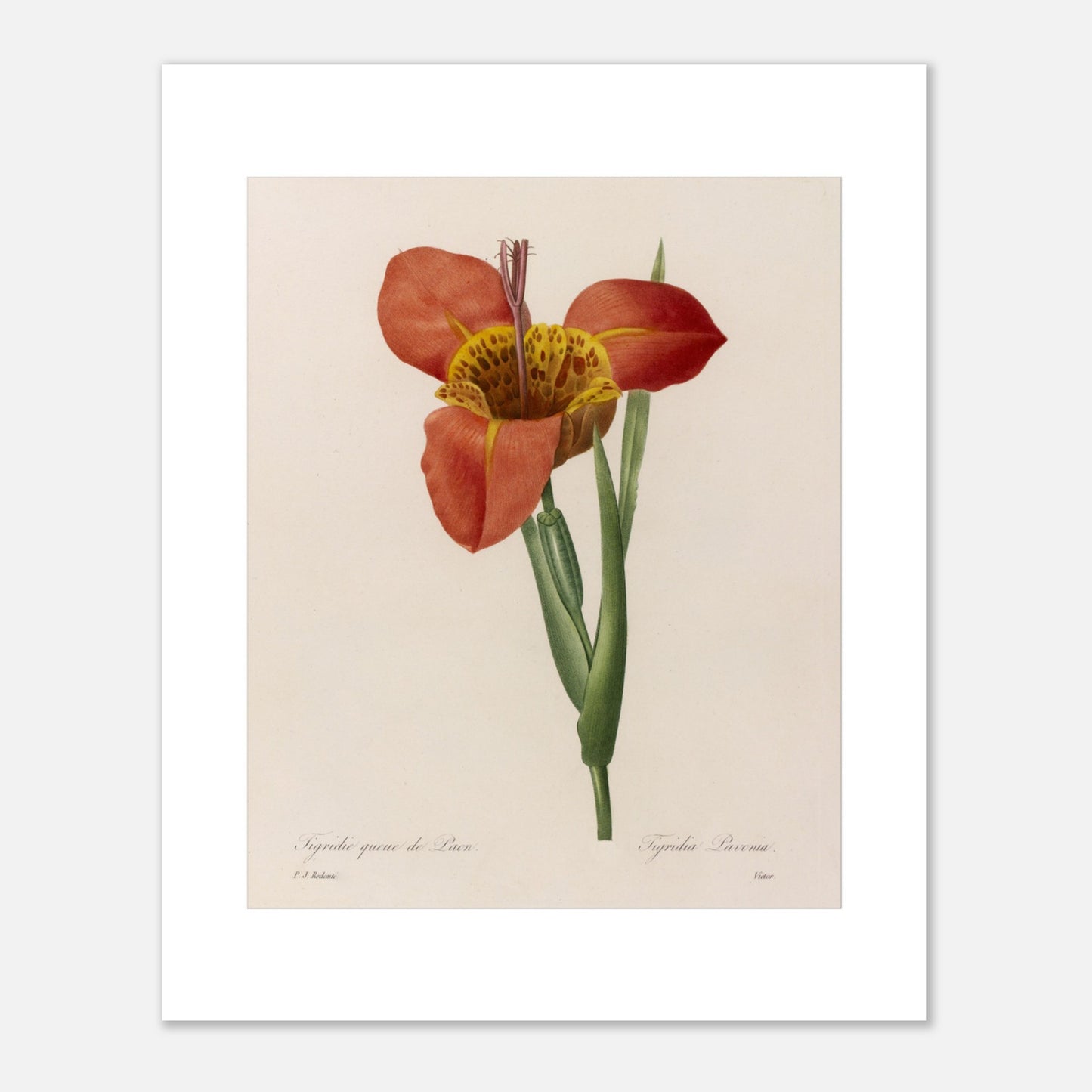 Planche botanique ancienne Tigridie Queue de Paon, Redouté (40x50 cm). Planche botanique d'une Tigridie Queue de Paon par Pierre-Joseph Redouté, représentant une fleur orange vif aux pétales tachetés de jaune, avec une tige verte et des feuilles.