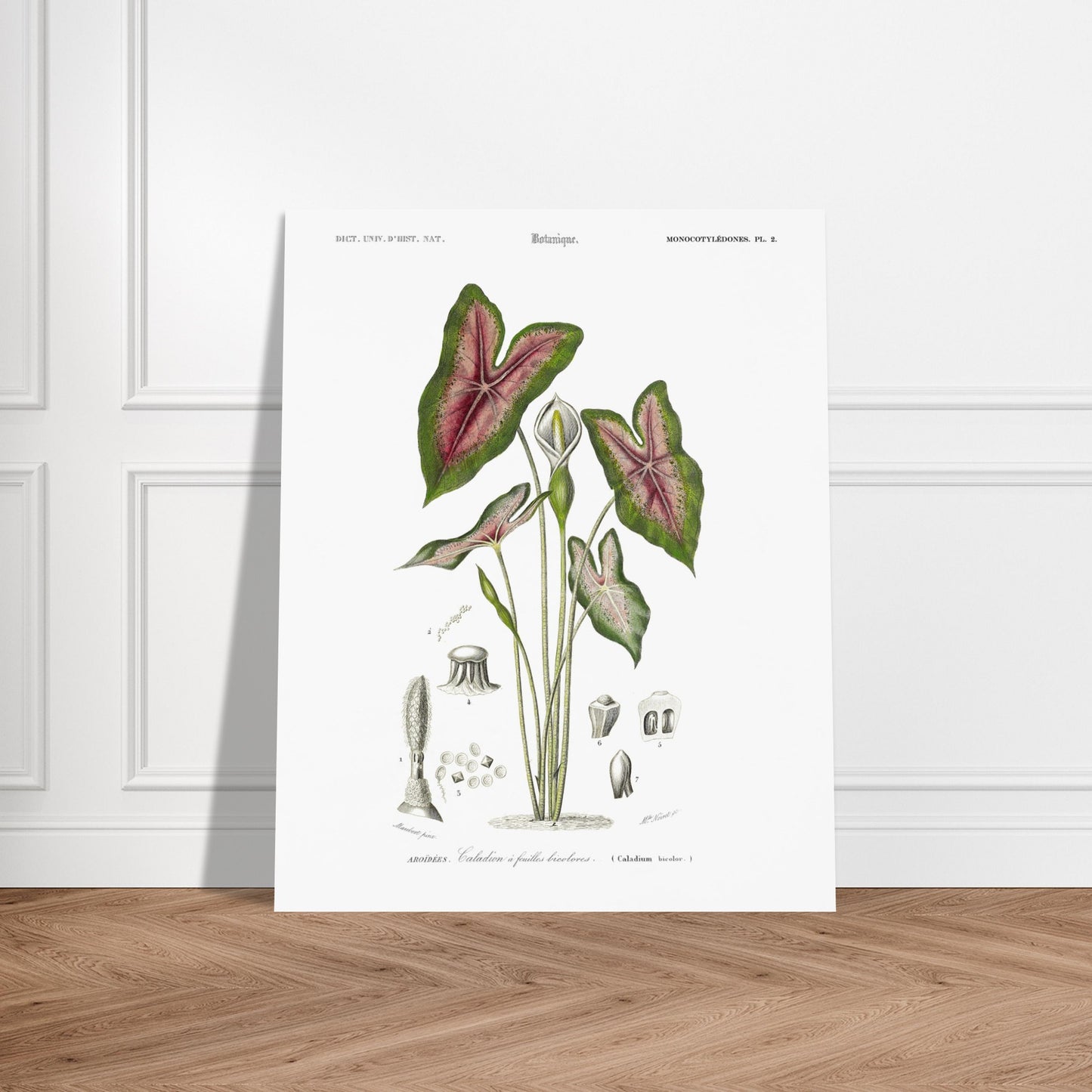 Planche botanique : Caladium à feuilles bicolores par Charles d'Orbigny. Planche naturaliste du Dictionnaire Universel d'Histoire Naturelle montrant un Caladium à feuilles bicolores, avec des détails anatomiques. Image d'illustration 6