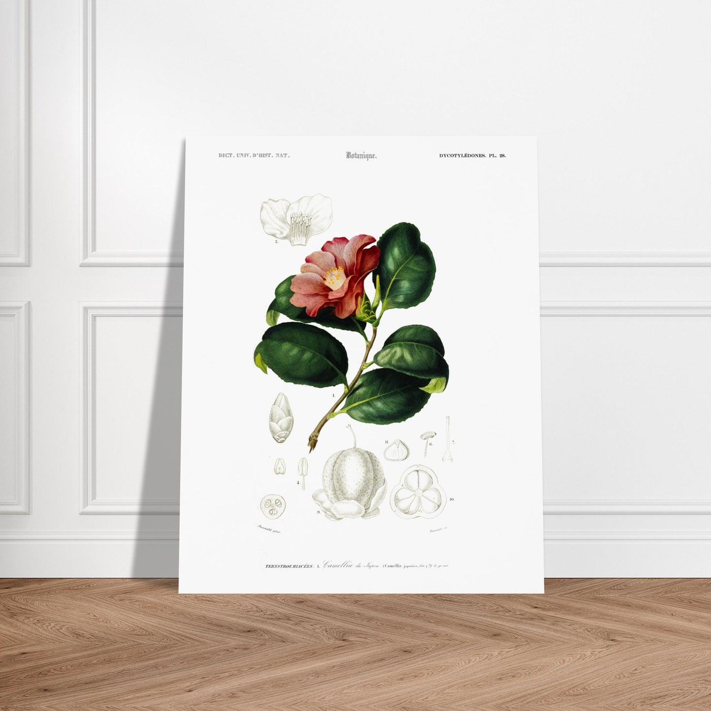 Planche botanique : Camélia du Japon - Charles d'Orbigny. Planche botanique du XIXe siècle illustrant le Camélia du Japon (Camellia japonica), avec une fleur, des feuilles et des détails de ses fruits et graines. Image d'illustration 6