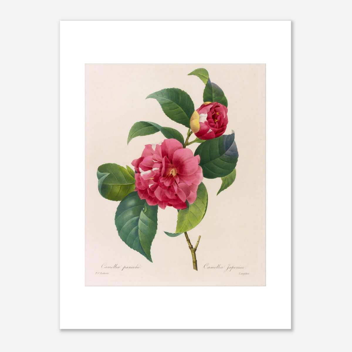 Naturalistic Plate of Variegated Camellia by Pierre-Joseph Redouté (30x40 cm / 12x16″). Botanical plate by Pierre-Joseph Redouté illustrating a variegated camellia, bright pink with touches of white.