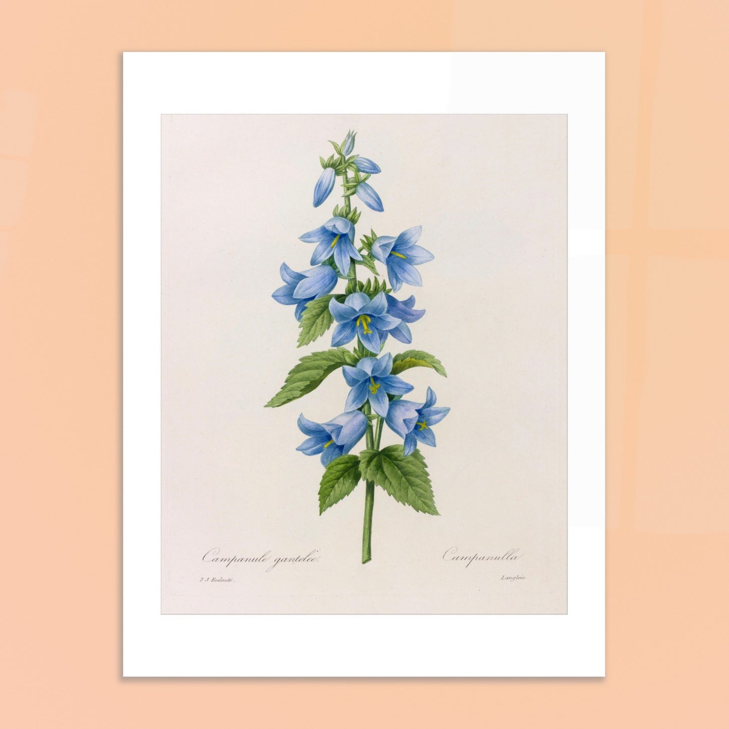 Planche botanique Campanule Gantelée par Pierre-Joseph Redouté. Planche botanique ancienne de Pierre-Joseph Redouté représentant une tige de campanules bleues avec des feuilles vertes. Image d'illustration 6