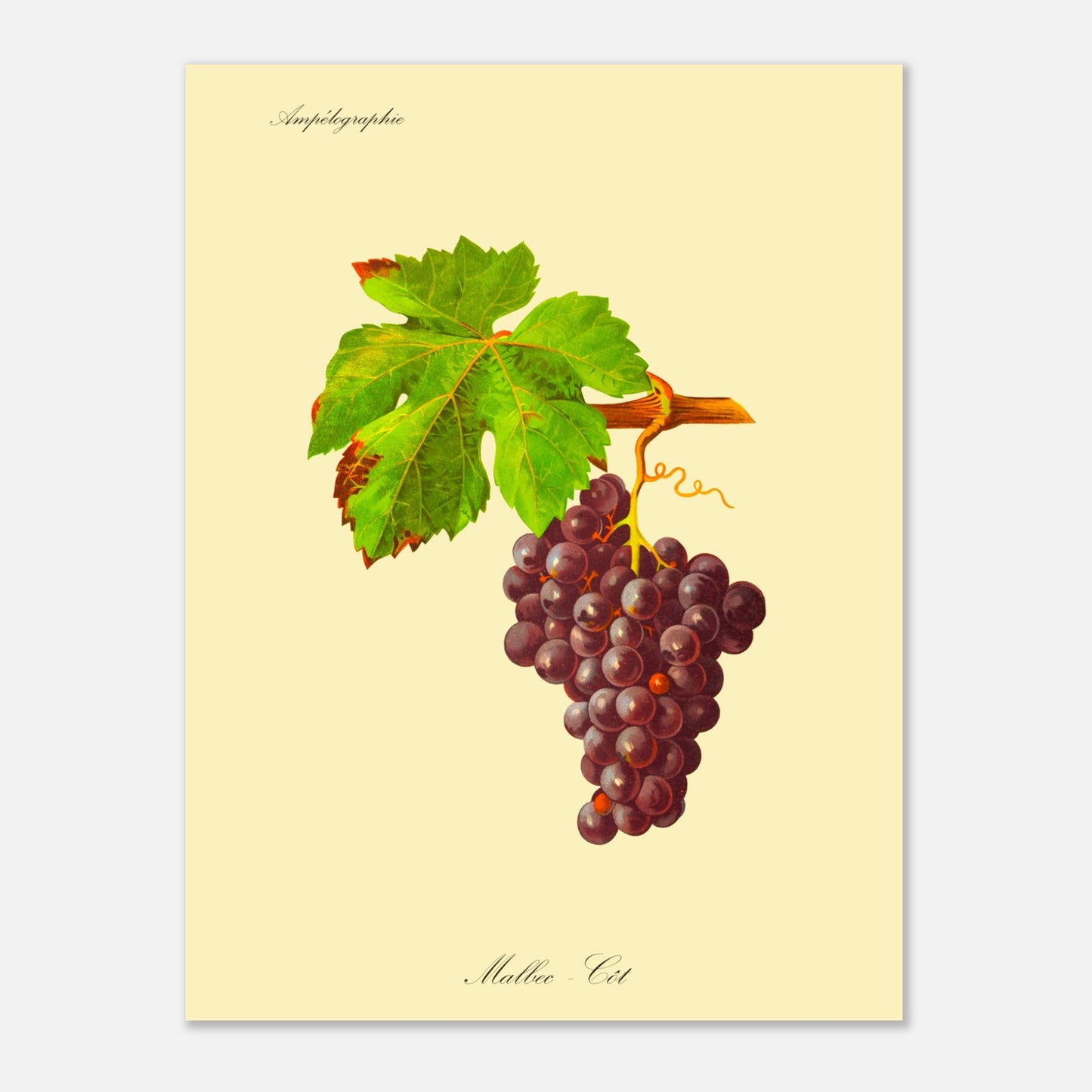 Planche botanique ancienne : Cépage Malbec - Côt (30x40 cm). Illustration d'une grappe de raisins noirs aux feuilles vertes, avec une vrille spiralée et le texte 'Ampélographie' en haut et 'Malbec - Côt' en bas.