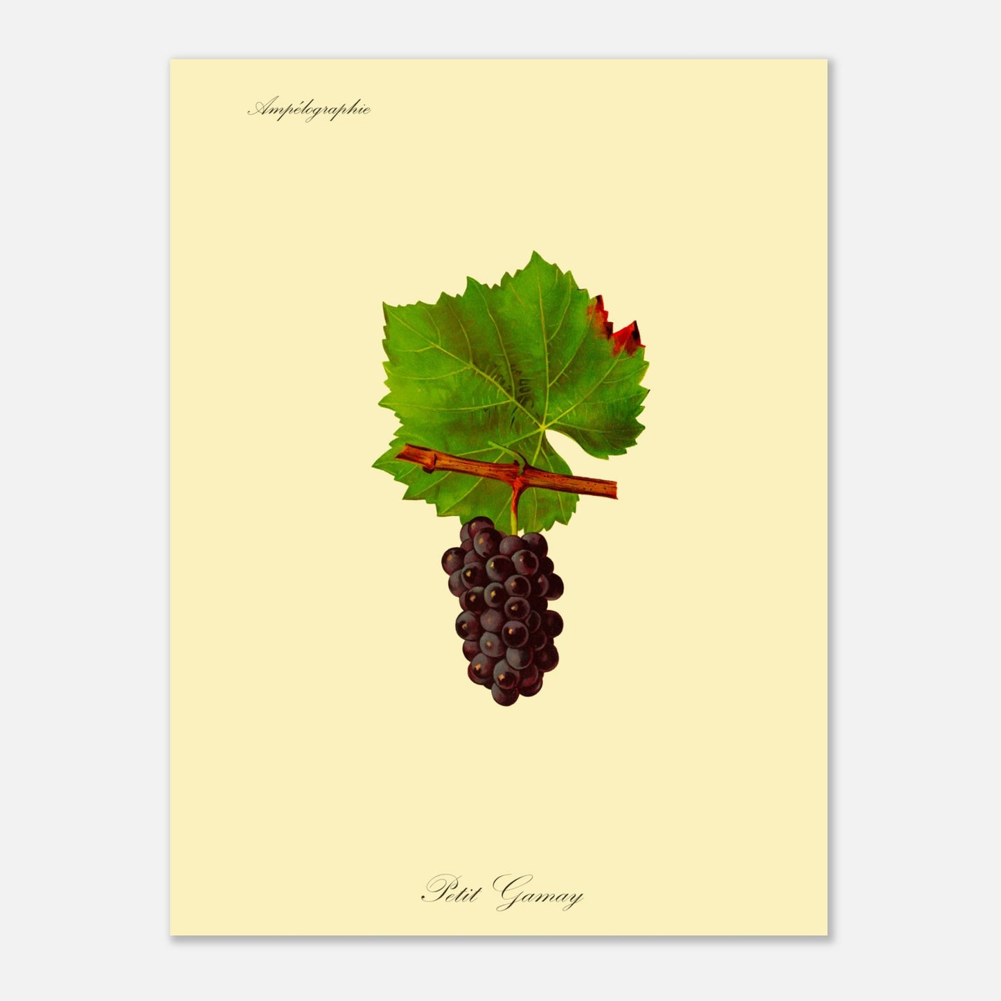Planche botanique ancienne : Cépage Petit Gamay (30x40 cm). Reproduction botanique d'une grappe de raisins noirs foncés appelée 'Petit Gamay', avec une feuille verte.