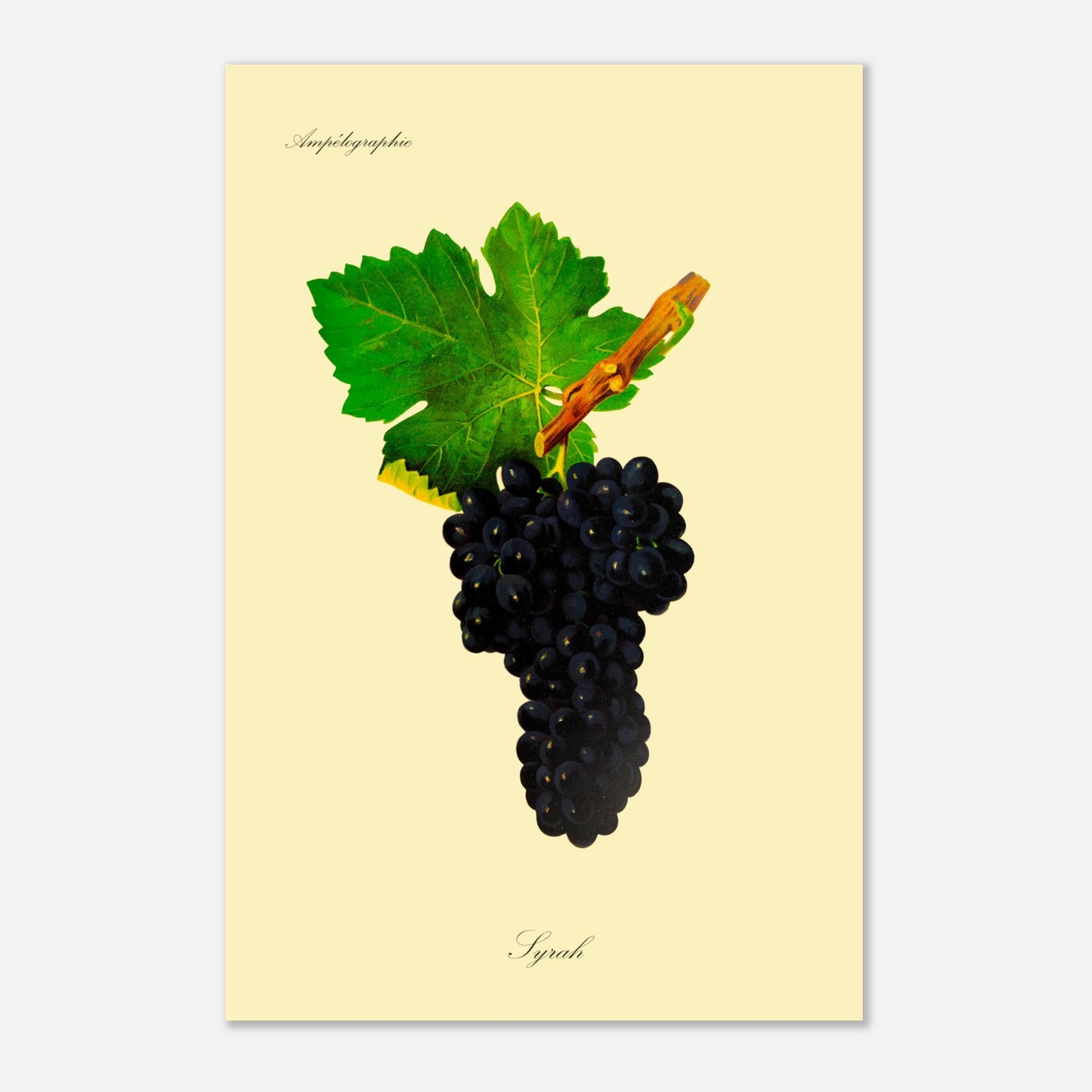 Planche botanique ancienne : Cépage Syrah (40x60 cm). Illustration botanique d'une grappe de raisin Syrah noire avec une feuille verte et une partie de branche sur fond beige.
