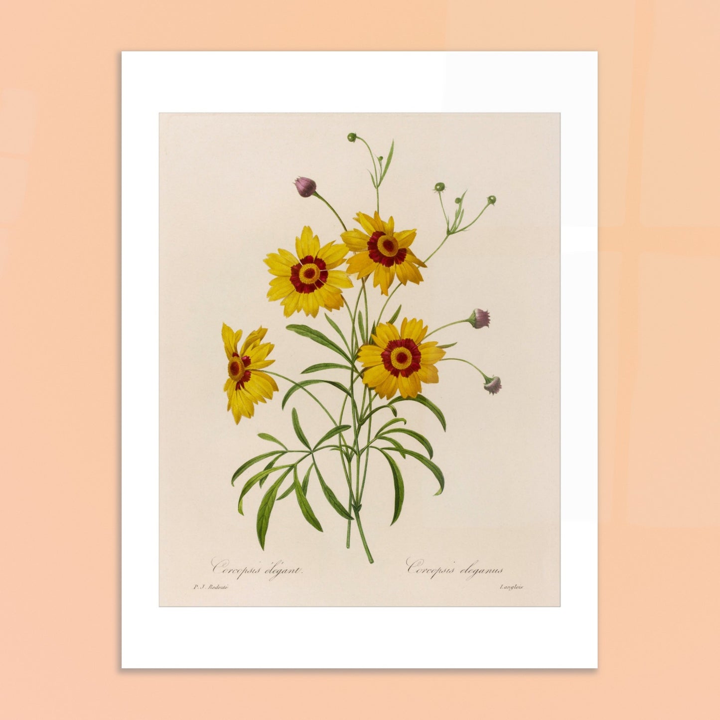 Planche botanique ancienne Coreopsis Élégant par Redouté. Dessin botanique vintage de quatre fleurs de Chrysanthemum carinatum (Corcopsis élégant) par Pierre-Joseph Redouté, avec des pétales jaunes, un centre rouge et des feuilles vertes. Image d'illustration 6