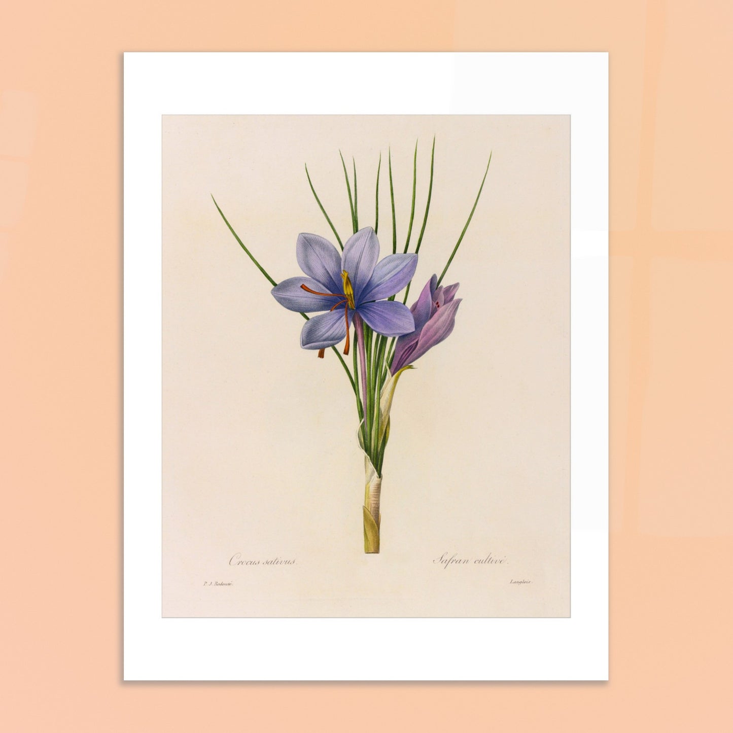 Planche botanique du Crocus Sativus (Safran), Pierre-Joseph Redouté. Planche botanique de Pierre-Joseph Redouté représentant un crocus sativus de couleur violette avec des feuilles vertes. Image d'illustration 6
