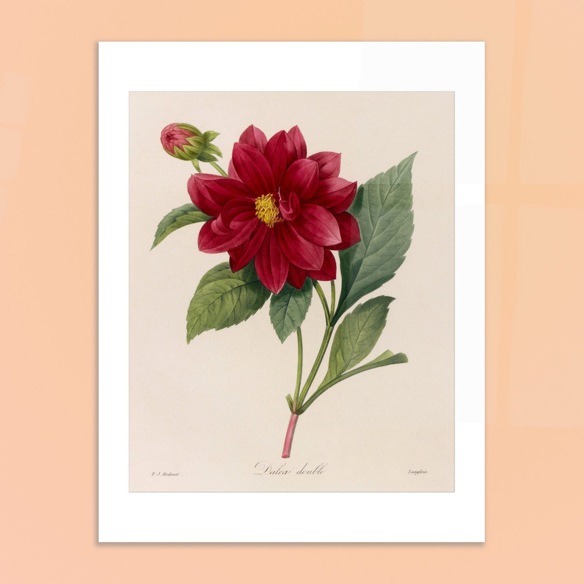 Antike botanische Tafel Gefüllte Dahlie von Pierre-Joseph Redouté. Botanische Tafel von Pierre-Joseph Redouté, die eine rote Dahlia-Blüte mit einer Knospe und grünen Blättern auf cremefarbenem Hintergrund zeigt.