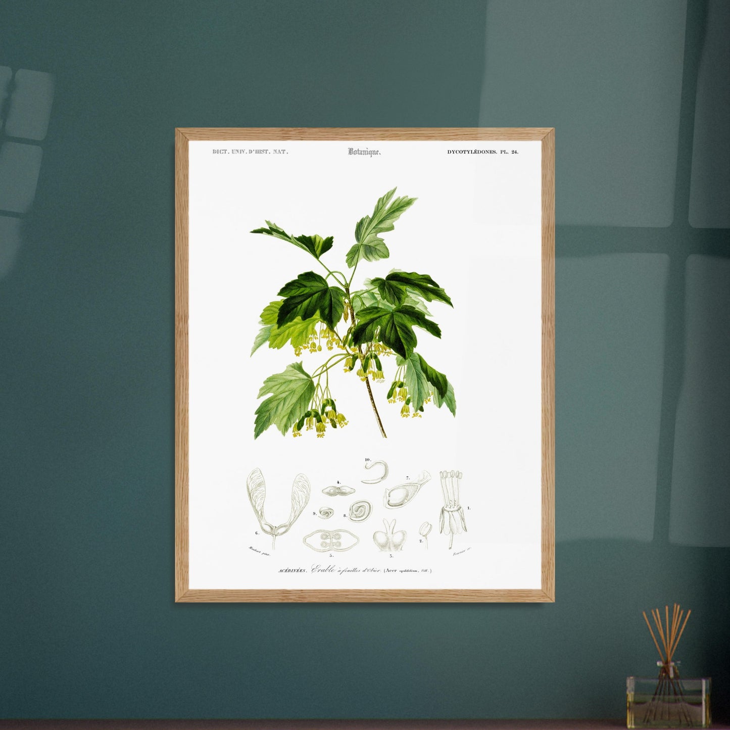 Planche botanique ancienne : Érable à feuilles d’obier par d'Orbigny. Planche botanique de Charles d'Orbigny représentant une branche d'Érable à feuilles d’obier avec ses feuilles, fleurs jaunes et samares, accompagnée de détails anatomiques. Image d'illustration 6