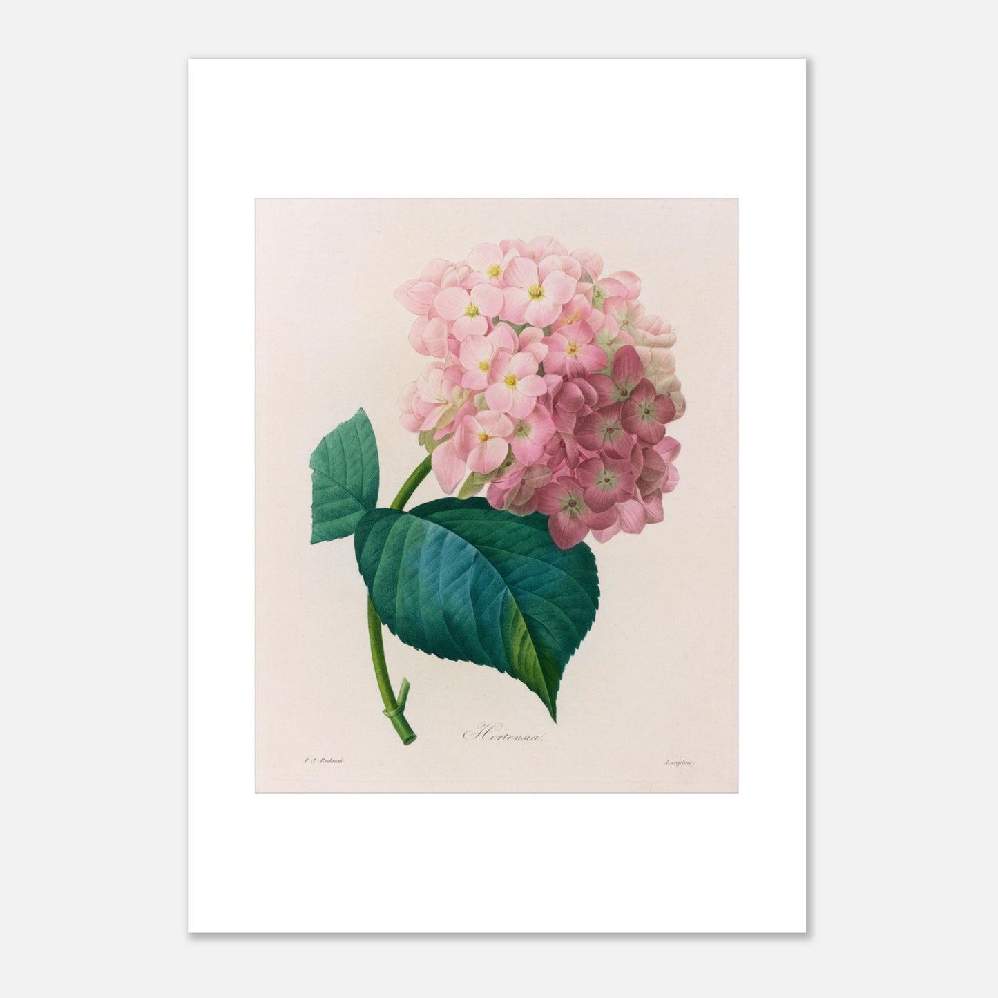 Planche botanique ancienne Hortensia par Pierre-Joseph Redouté (29,7x42 cm (A3)). Planche botanique ancienne d'une hortensia par Pierre-Joseph Redouté, montrant une fleur rose avec des feuilles vertes sur fond beige.