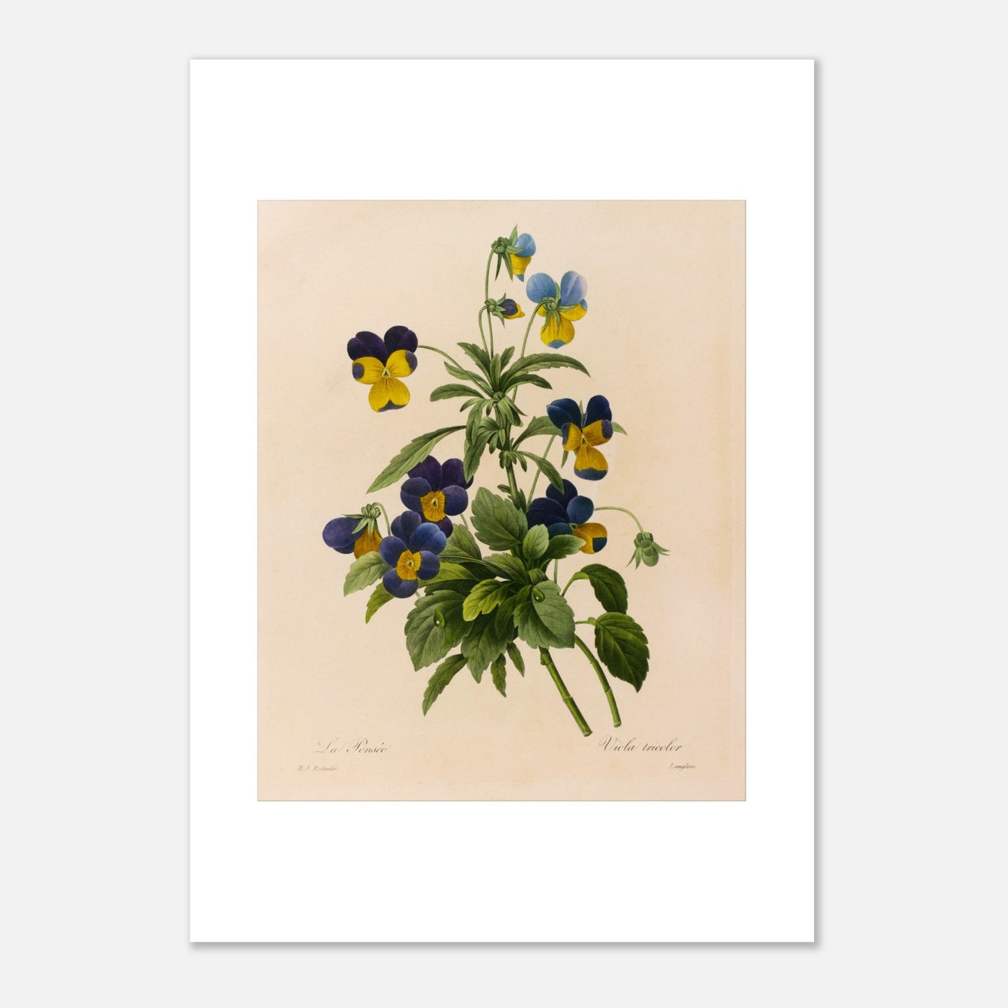 Planche botanique ancienne La Pensée par Pierre-Joseph Redouté (29,7x42 cm (A3)). Planche botanique par Pierre-Joseph Redouté représentant des pensées (Viola tricolor) bleues et jaunes avec des feuilles vertes sur fond crème.