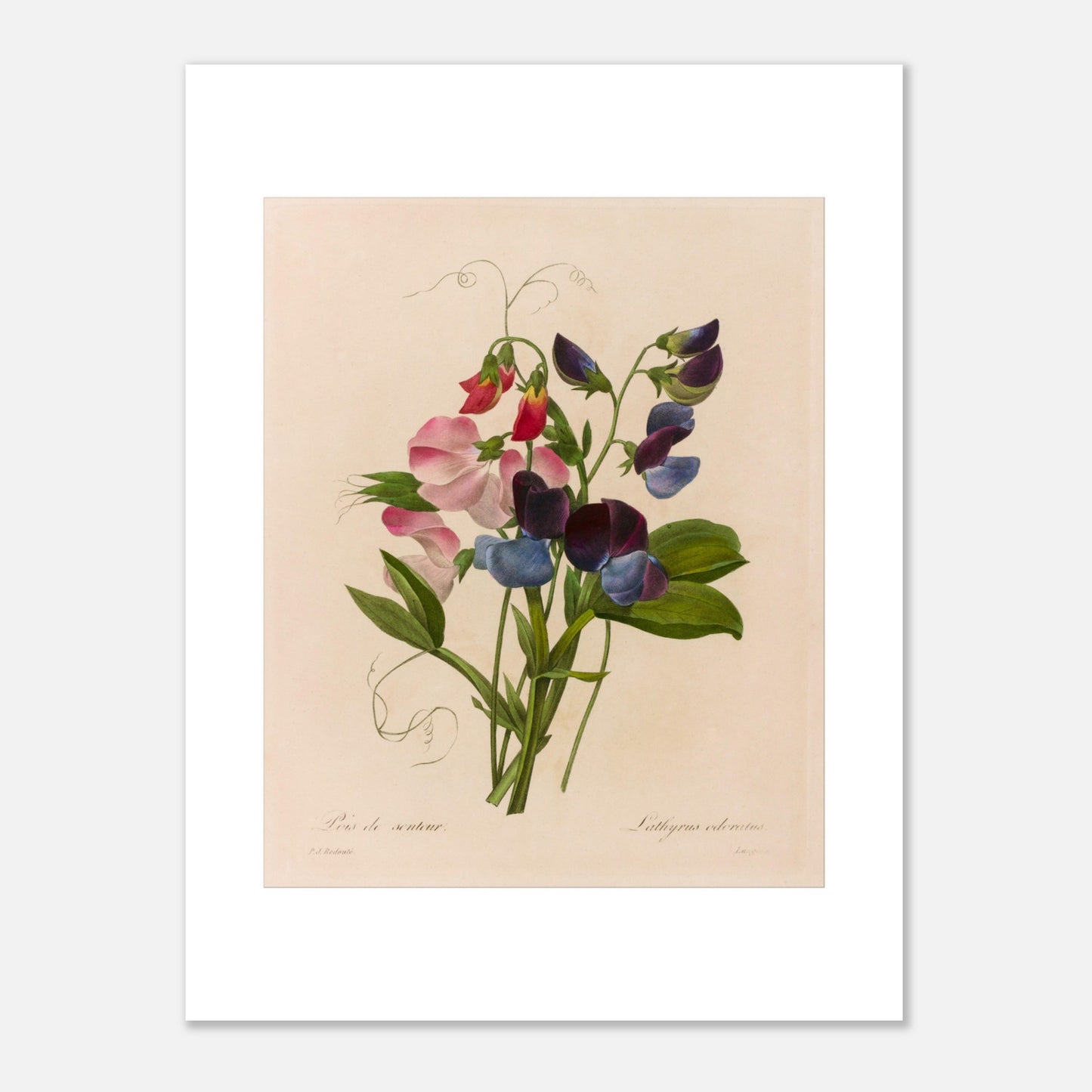 Planche botanique Lathyrus Odoratus (Pois de senteur) par Redouté (30x40 cm). Illustration botanique ancienne par Pierre-Joseph Redouté représentant un bouquet de pois de senteur aux fleurs roses, bleues et pourpres, avec des vrilles et des feuilles vertes.