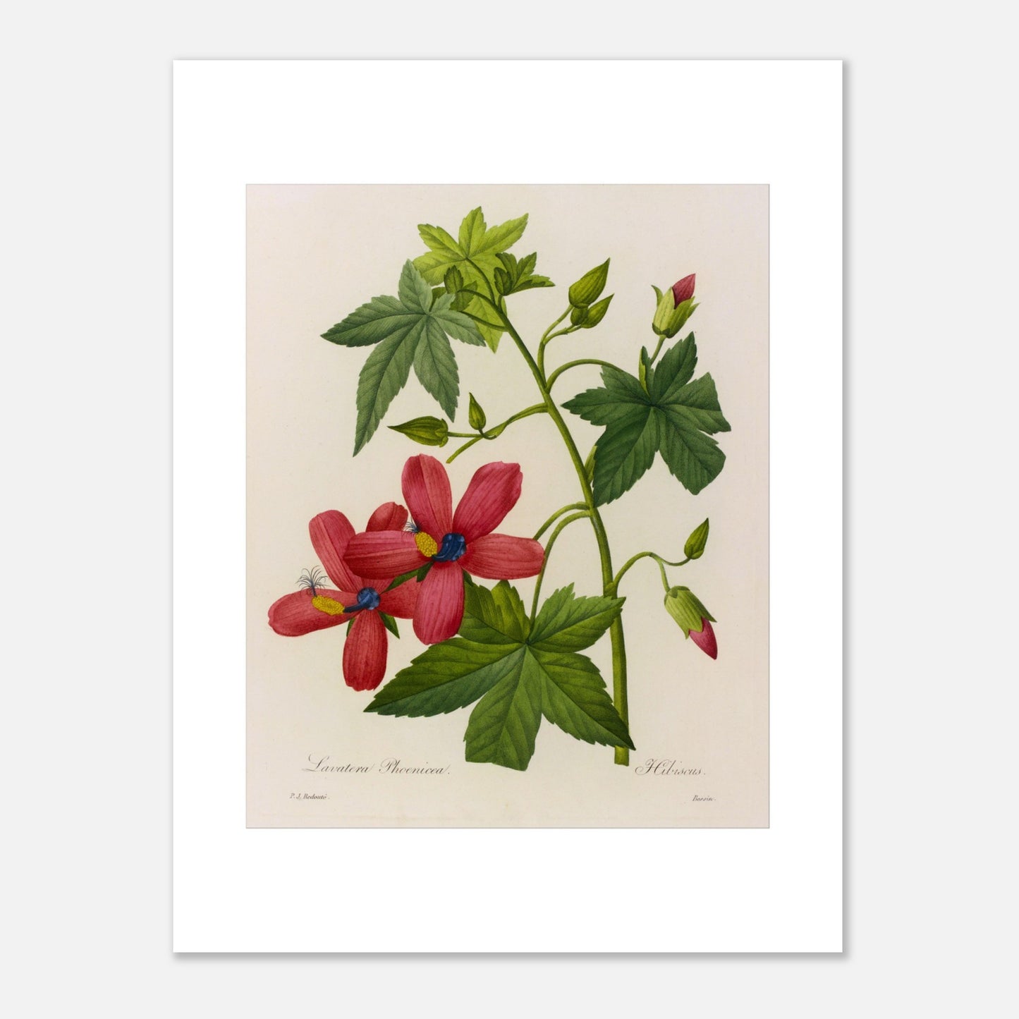 Planche botanique ancienne Lavatera Phoenicea par Pierre-Joseph Redouté (30x40 cm). Gravure botanique ancienne par Pierre-Joseph Redouté représentant des fleurs de Lavatera Phænicea d'un rouge vif avec un centre bleu, des feuilles vertes et des bourgeons.