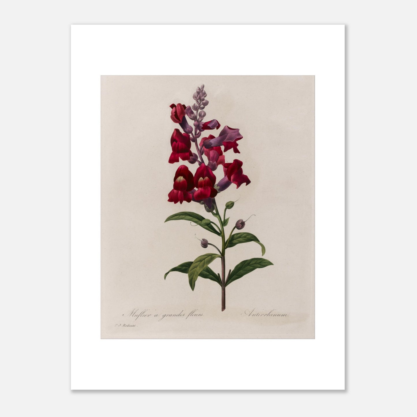 Planche botanique ancienne Muflier à Grandes Fleurs par Pierre-Joseph Redouté (30x40 cm). Planche botanique d'un Muflier à Grandes Fleurs par Pierre-Joseph Redouté, représentant une tige de fleurs rouges et violettes, avec des feuilles vertes.