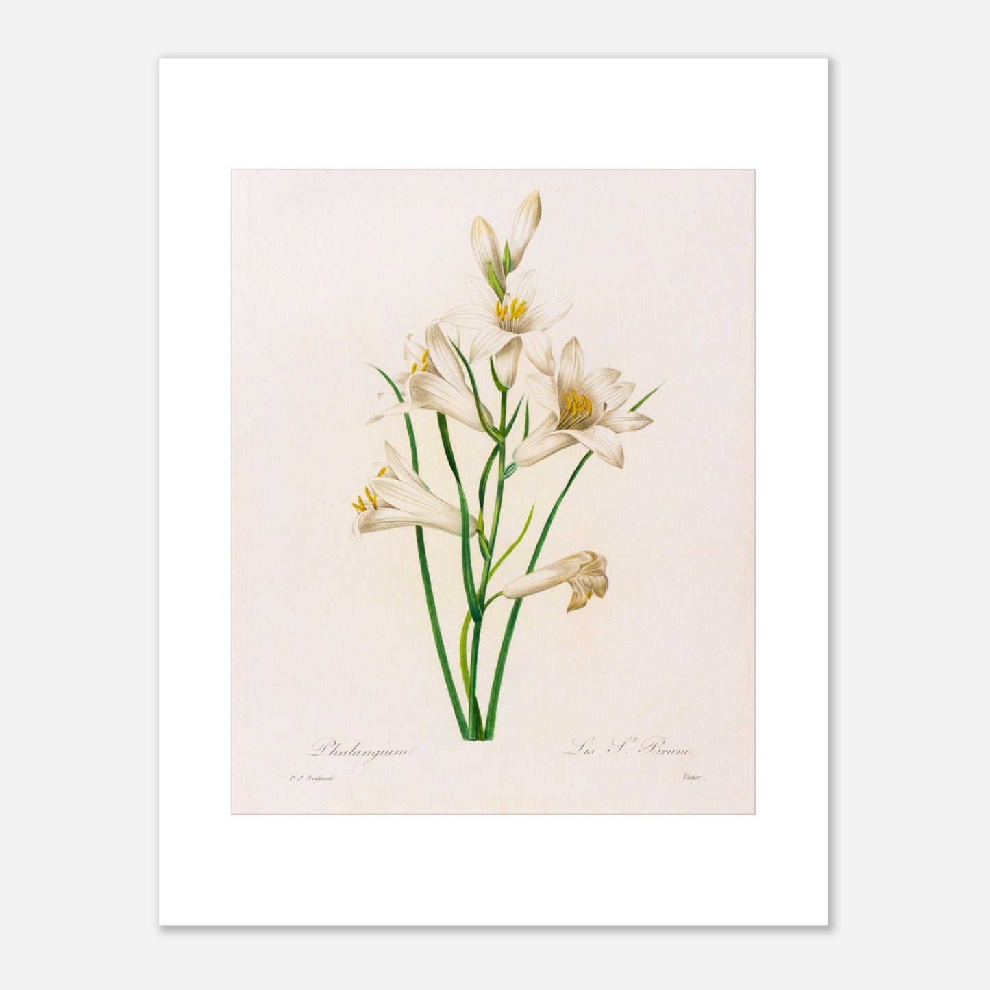 Planche botanique Phalangium par Pierre-Joseph Redouté. Gravure botanique ancienne de Pierre-Joseph Redouté représentant plusieurs fleurs de lys blanches avec des touches de jaune, des feuilles vertes et des tiges. Image d'illustration 6
