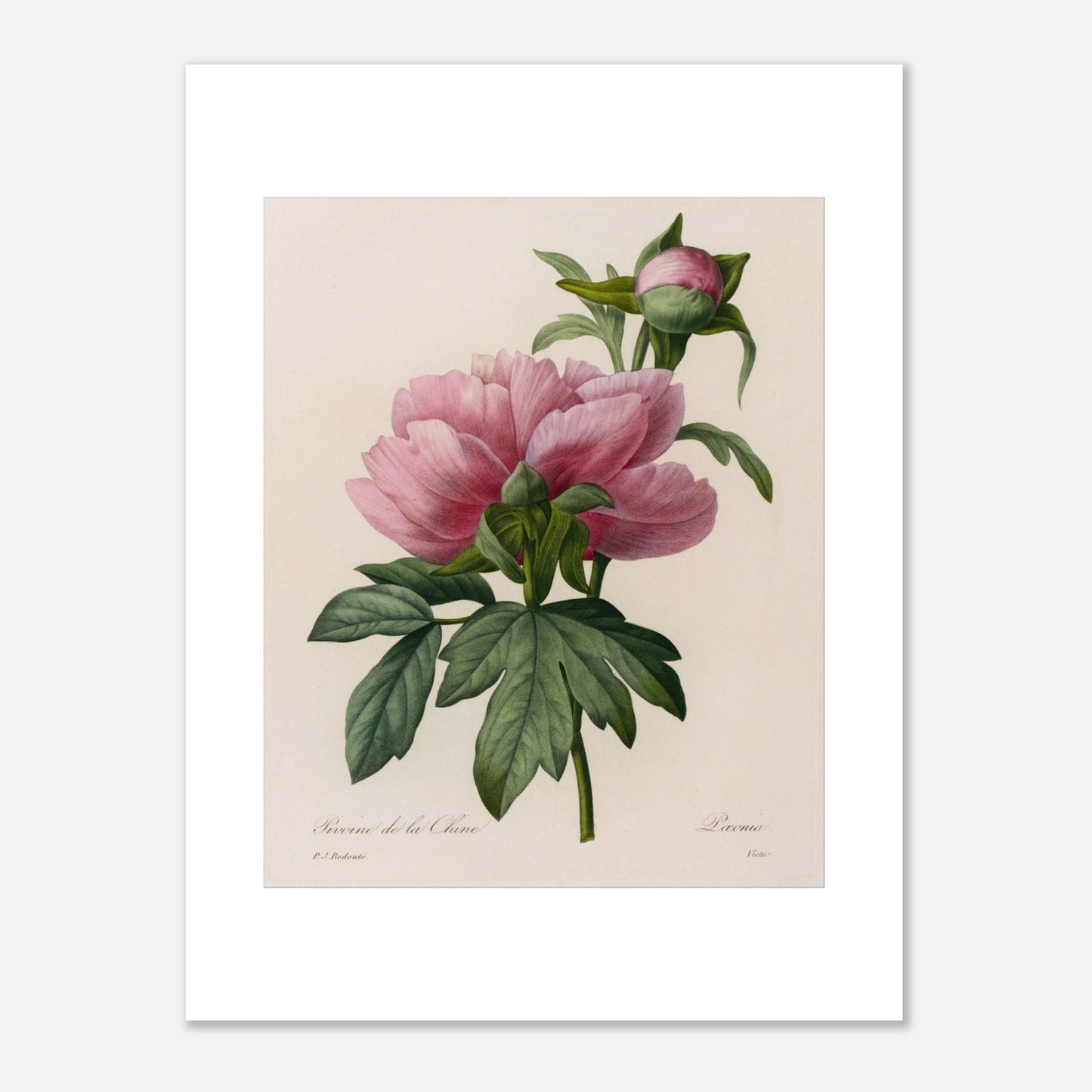 Planche botanique ancienne Pivoine de la Chine par Redouté (30x40 cm). Planche botanique ancienne de Pierre-Joseph Redouté représentant une pivoine de Chine rose, avec un bourgeon et des feuilles vertes.