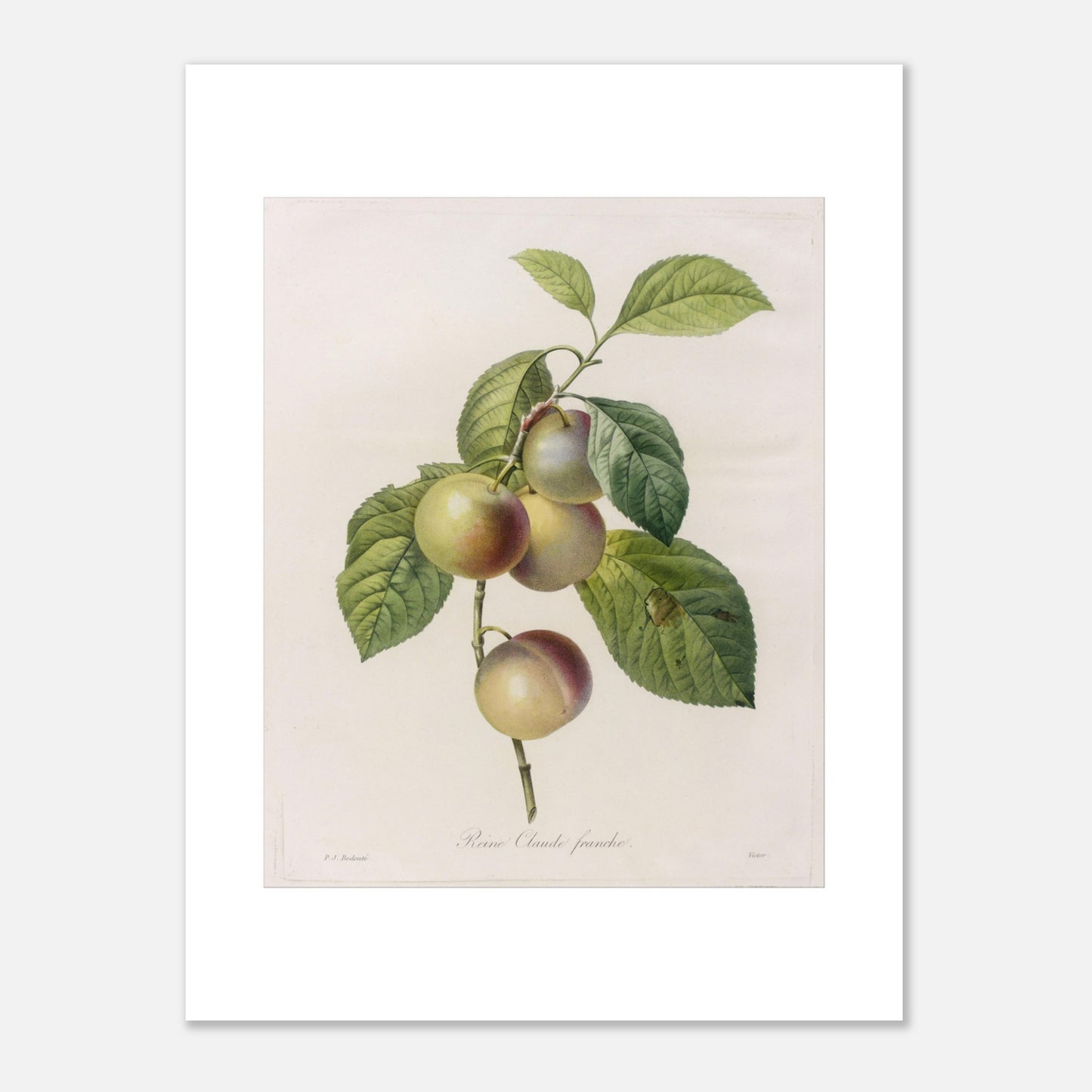 Planche botanique ancienne Reine-Claude Franche par Redouté (30x40 cm). Dessin botanique ancien de Pierre-Joseph Redouté représentant des reines-claudes sur une branche, avec des feuilles vertes.