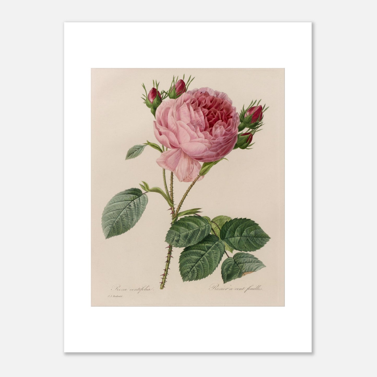 Planche botanique ancienne Rosa Centifolia par Pierre-Joseph Redouté (30x40 cm). Planche botanique ancienne de Pierre-Joseph Redouté, illustrant une rose de couleur rose pâle avec des boutons floraux rouges et des feuilles vertes.