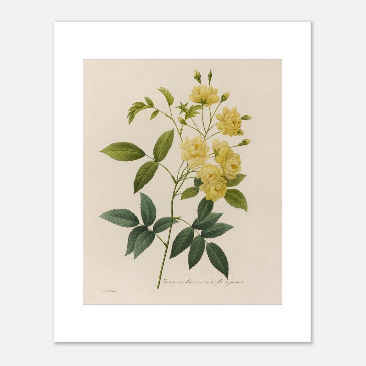 Planche botanique du Rosier de Banks par Pierre-Joseph Redouté (40x50 cm). Dessin botanique de Pierre-Joseph Redouté représentant le Rosier de Banks, une variété de rosier aux fleurs jaunes.