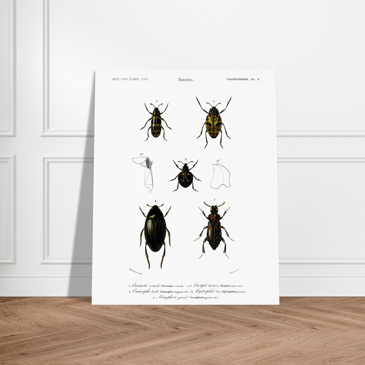 Planche de coléoptères : Encauste vertical et insectes d'Orbigny. Planche scientifique d'insectes, montrant divers coléoptères avec des détails anatomiques. Image d'illustration 6