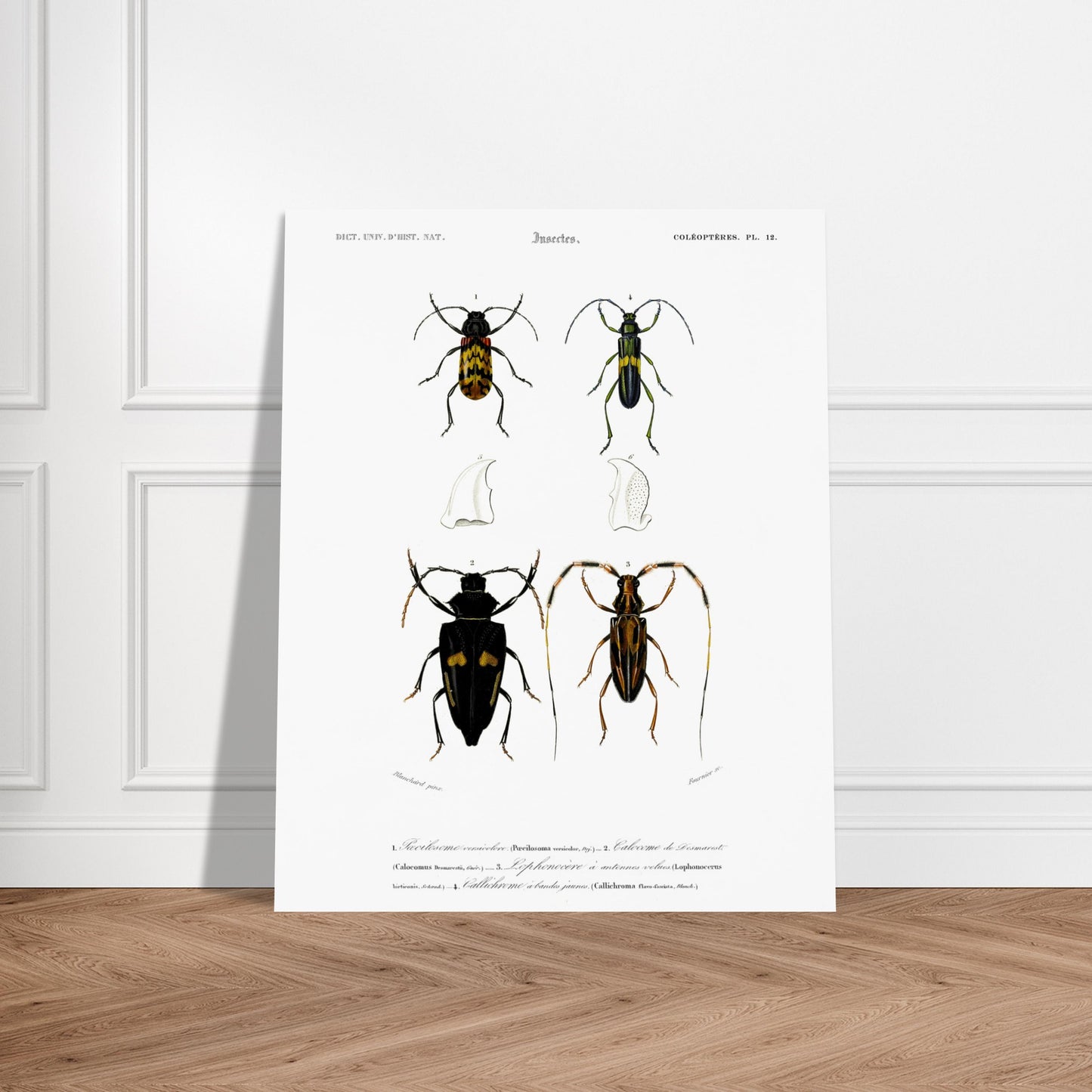 Planche de coléoptères : Pécilosome versicolore par Charles d'Orbigny. Planche d'entomologie présentant quatre spécimens de coléoptères de types différents, numérotés de 1 à 4, ainsi que des détails anatomiques de pièces buccales. Image d'illustration 6
