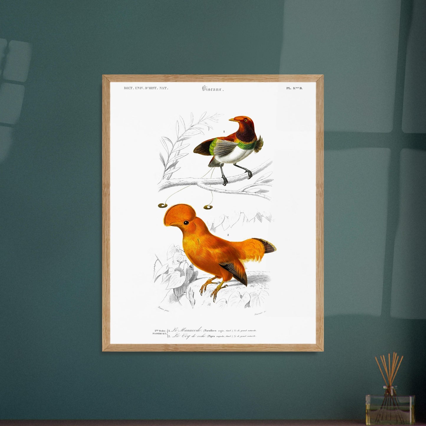 Planche naturaliste du Coq de Roche et Manucode - Charles d'Orbigny. Planche d'illustration naturaliste du Dictionnaire Universel d'Histoire Naturelle de Charles d'Orbigny, montrant deux oiseaux : un oiseau aux couleurs vives, identifié comme "Le Manucode", et un Coq de Roche. Image d'illustration 5