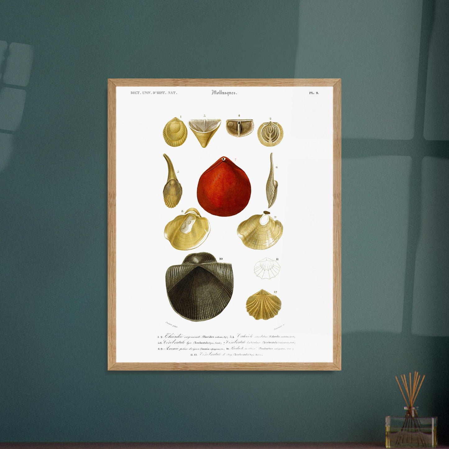 Planche de coquillages ancienne : Anomie pelure d’oignon, Charles d'Orbigny. Planche gravée du XIXe siècle présentant plusieurs coquillages, dont une anomie pelure d’oignon et d'autres bivalves et gastéropodes. Image d'illustration 6