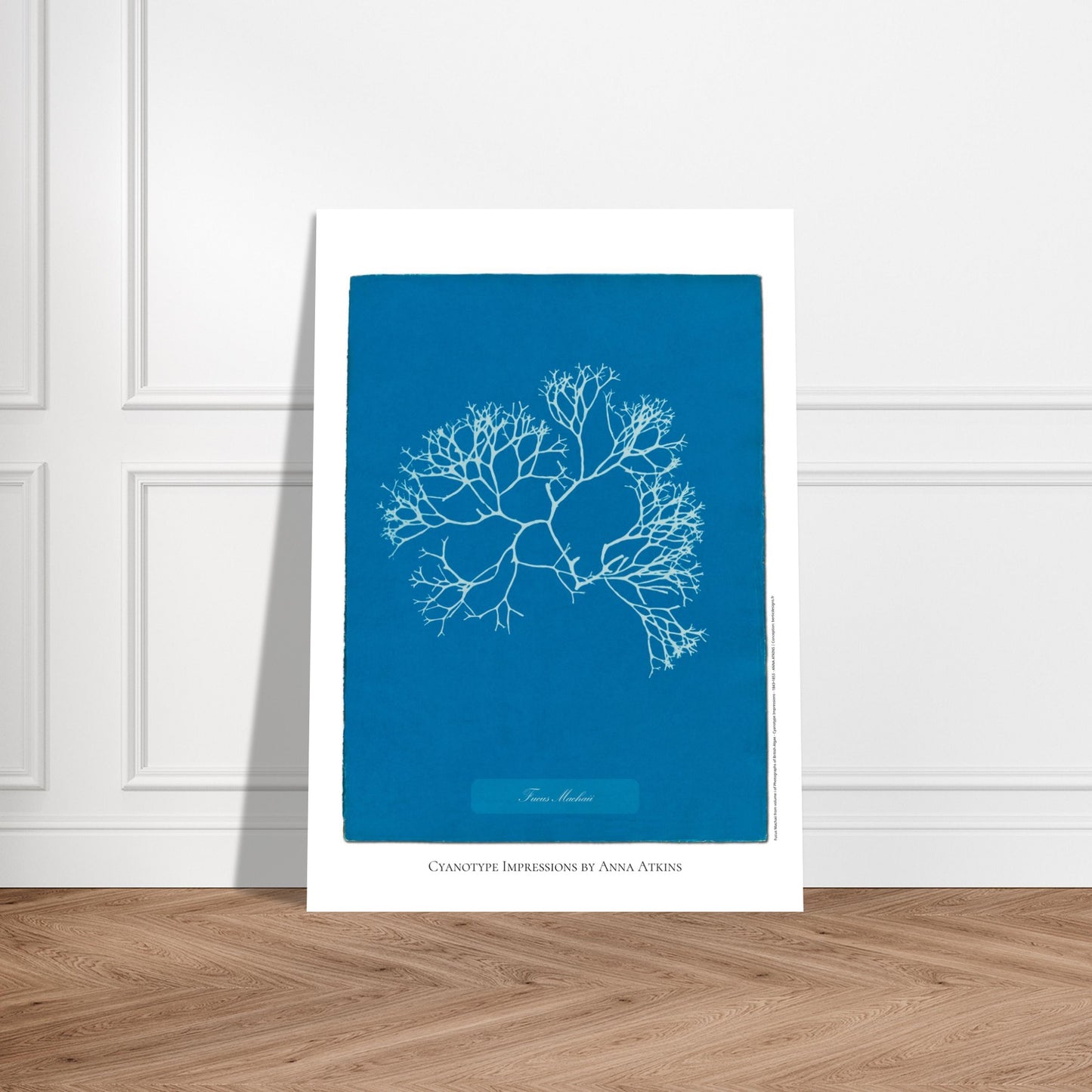 Planche de l'algue Fucus Machaii, cyanotype d'Anna Atkins. Cyanotype d'une algue nommée Fucus Machaii, réalisé par Anna Atkins, avec le sujet en blanc sur un fond bleu vif. Image d'illustration 5