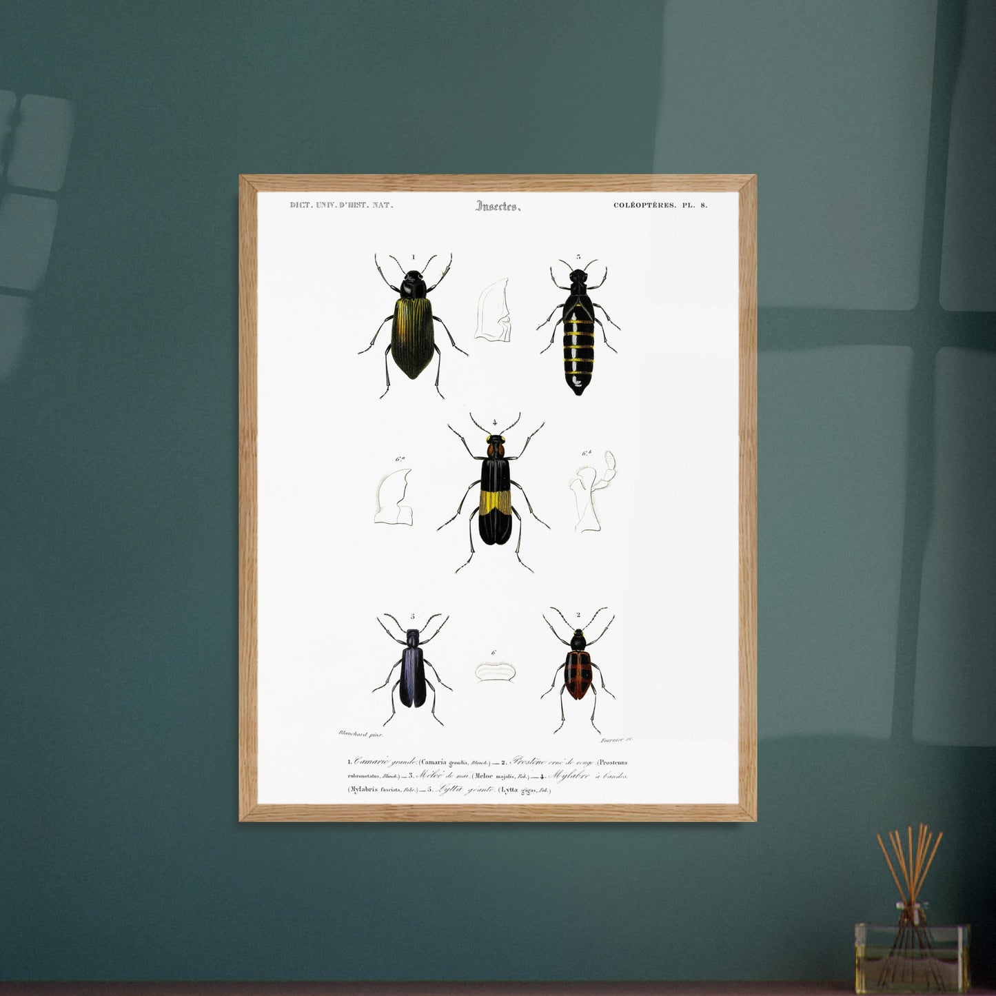 Planche d'entomologie ancienne : Camarie grande et coléoptères. Planche d'entomologie du XIXe siècle présentant diverses espèces de coléoptères, dont le Camarie grande (Camaria grandis). Image d'illustration 6