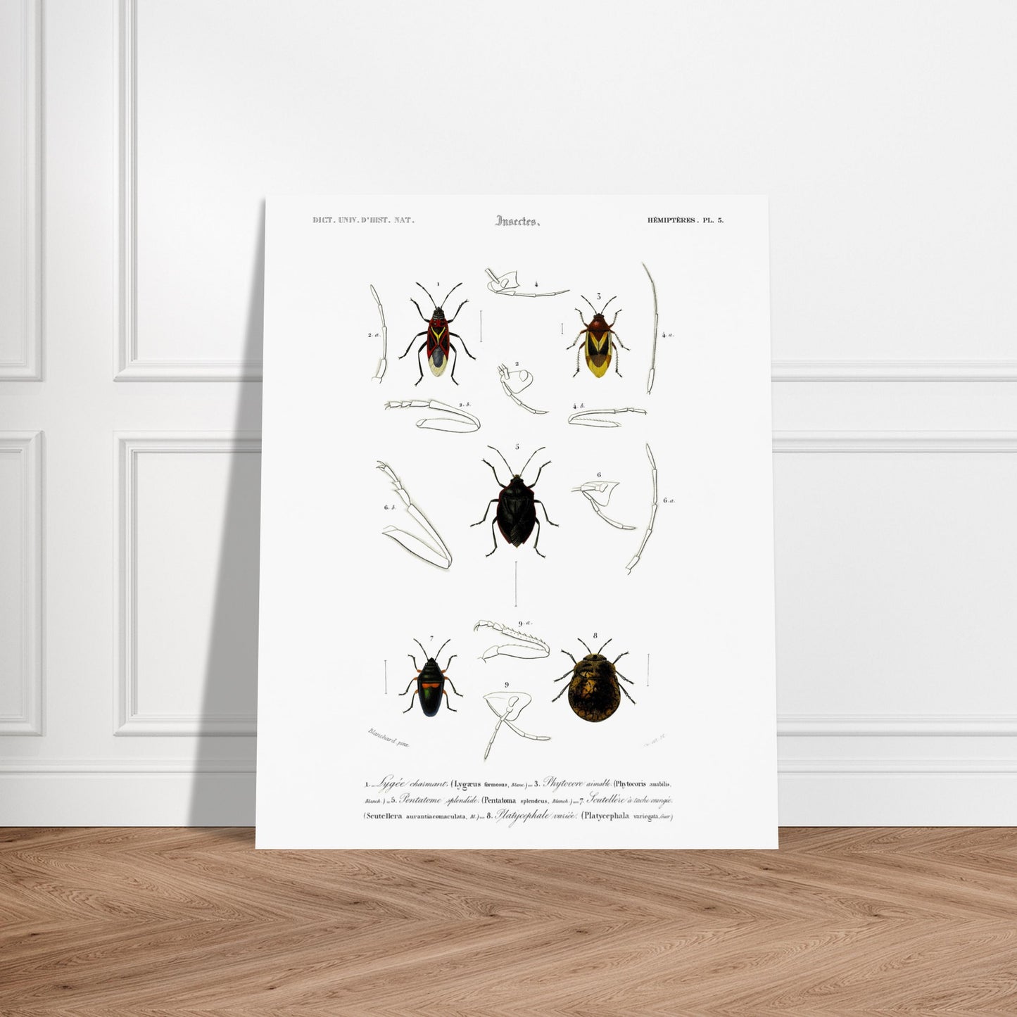 Planche entomologique du Lygée charmant par Charles d'Orbigny. Gravure scientifique du XIXe siècle représentant plusieurs espèces d'insectes hémiptères, dont le Lygée charmant et le Platycephale varié, avec des vues détaillées de leurs pattes et antennes. Image d'illustration 6
