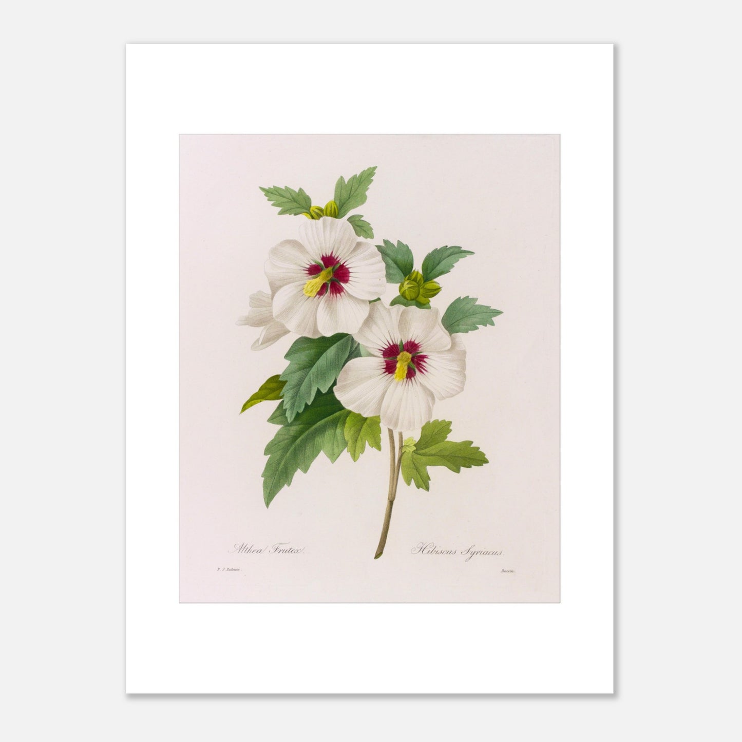Planche d'étude naturaliste Hibiscus Syriacus par Pierre-Joseph Redouté (30x40 cm). Planche botanique illustrant deux fleurs d'Hibiscus Syriacus d'un blanc immaculé avec des cœurs rouge profond, accompagnées de feuilles vertes, par Pierre-Joseph Redouté.