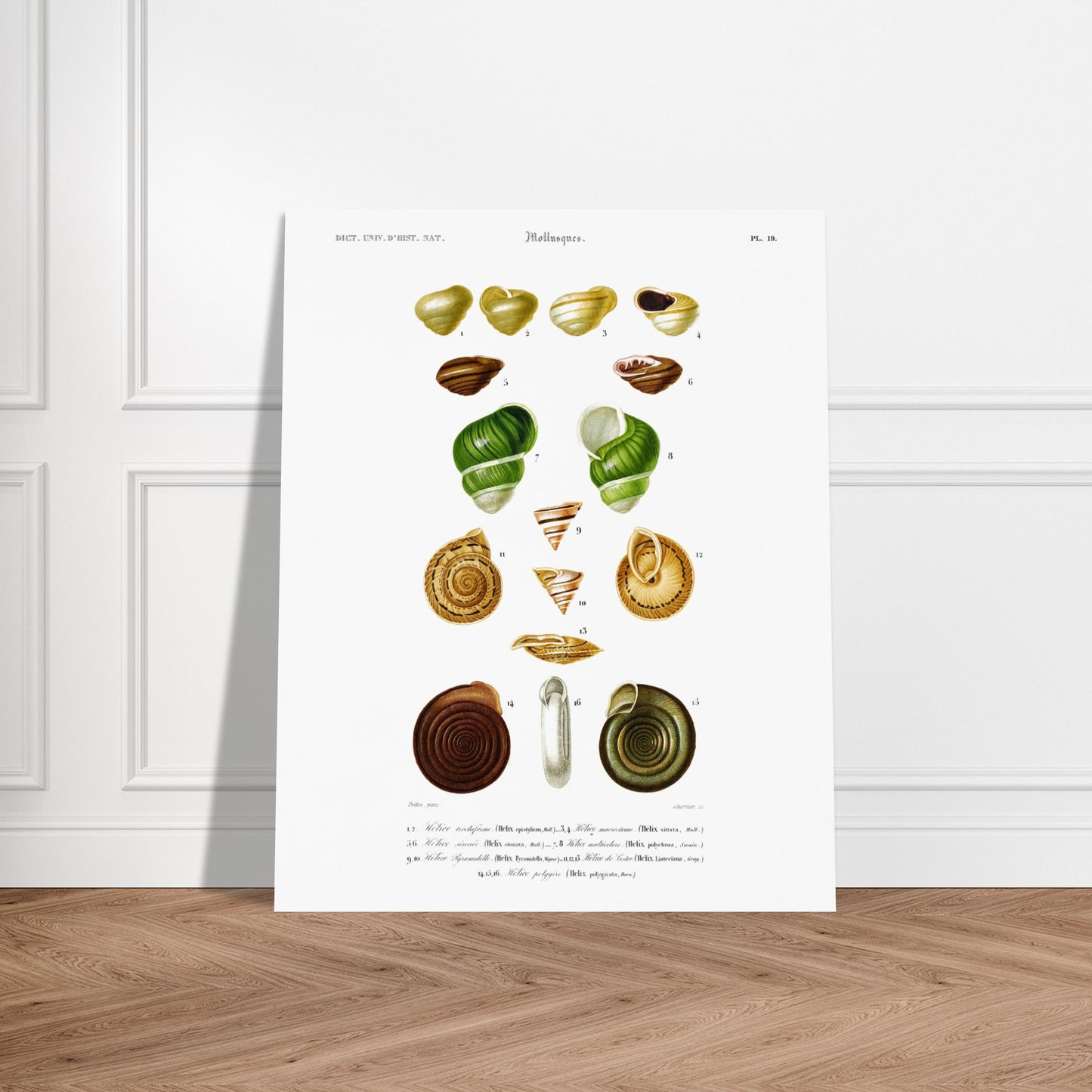 Planche d'Hélice trochiforme et coquilles d'hélices - Charles d'Orbigny. Planche du Dictionnaire Universel d'Histoire Naturelle de Charles d'Orbigny, présentant diverses espèces d'escargots et de coquilles d'hélices, avec des détails anatomiques. Image d'illustration 6