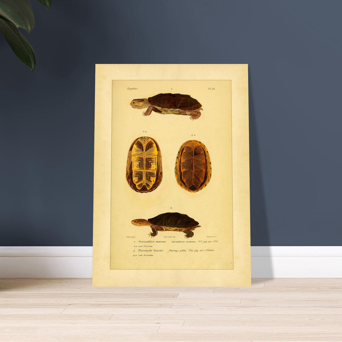 Herpetologie-Tafel: Braune Schlammschildkröte und Buckel-Plattkopfschildkröte. Wissenschaftliche Tafel mit der Braune Sternotherus und der Buckel-Platemys sowie deren jeweiligen Brustpanzern.